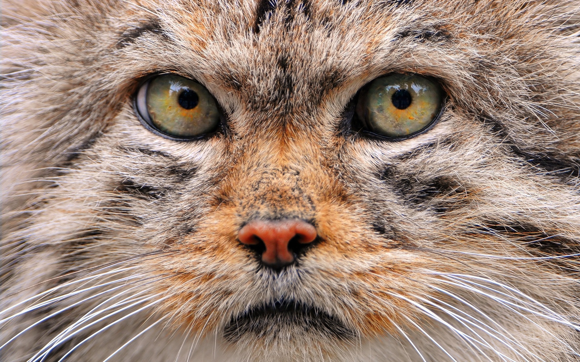 Pallas'S Cat Wallpapers