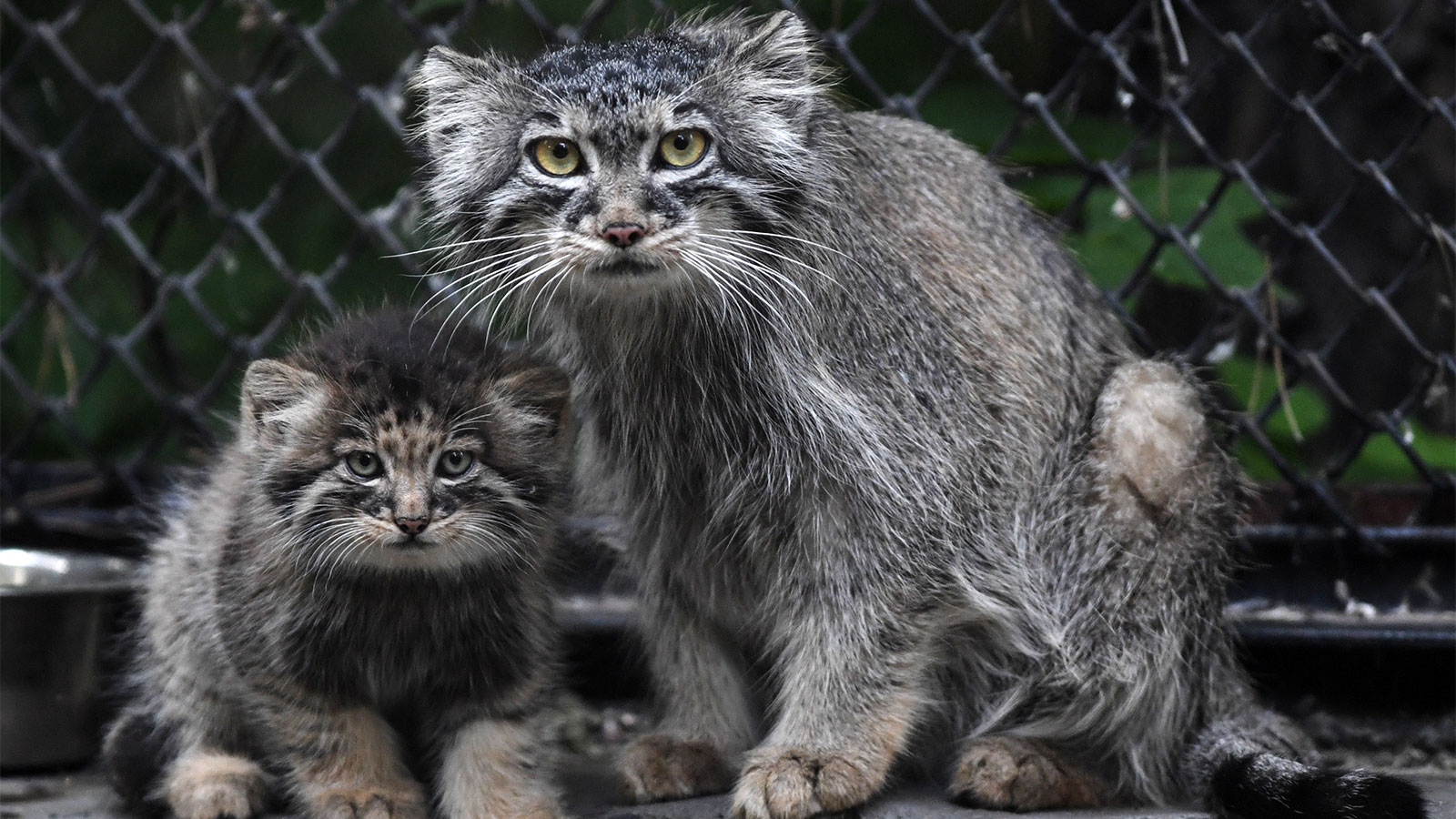 Pallas'S Cat Wallpapers