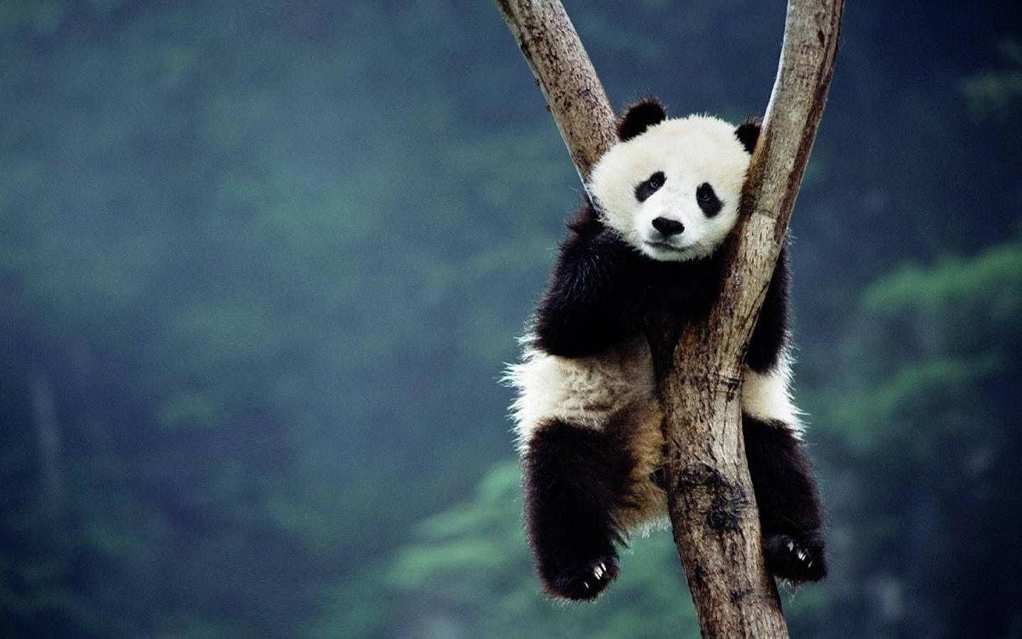 Panda Wallpapers