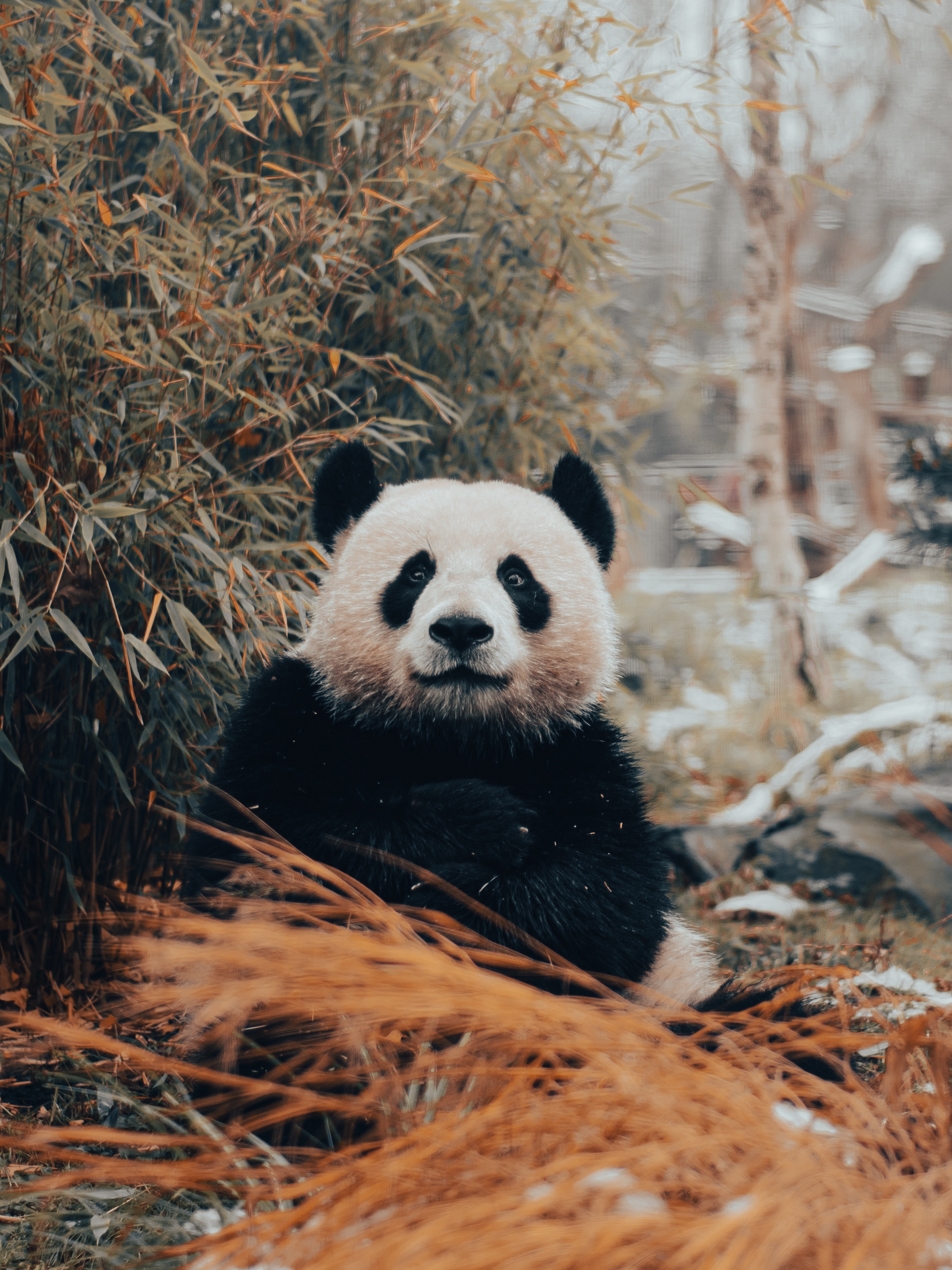 Panda Wallpapers