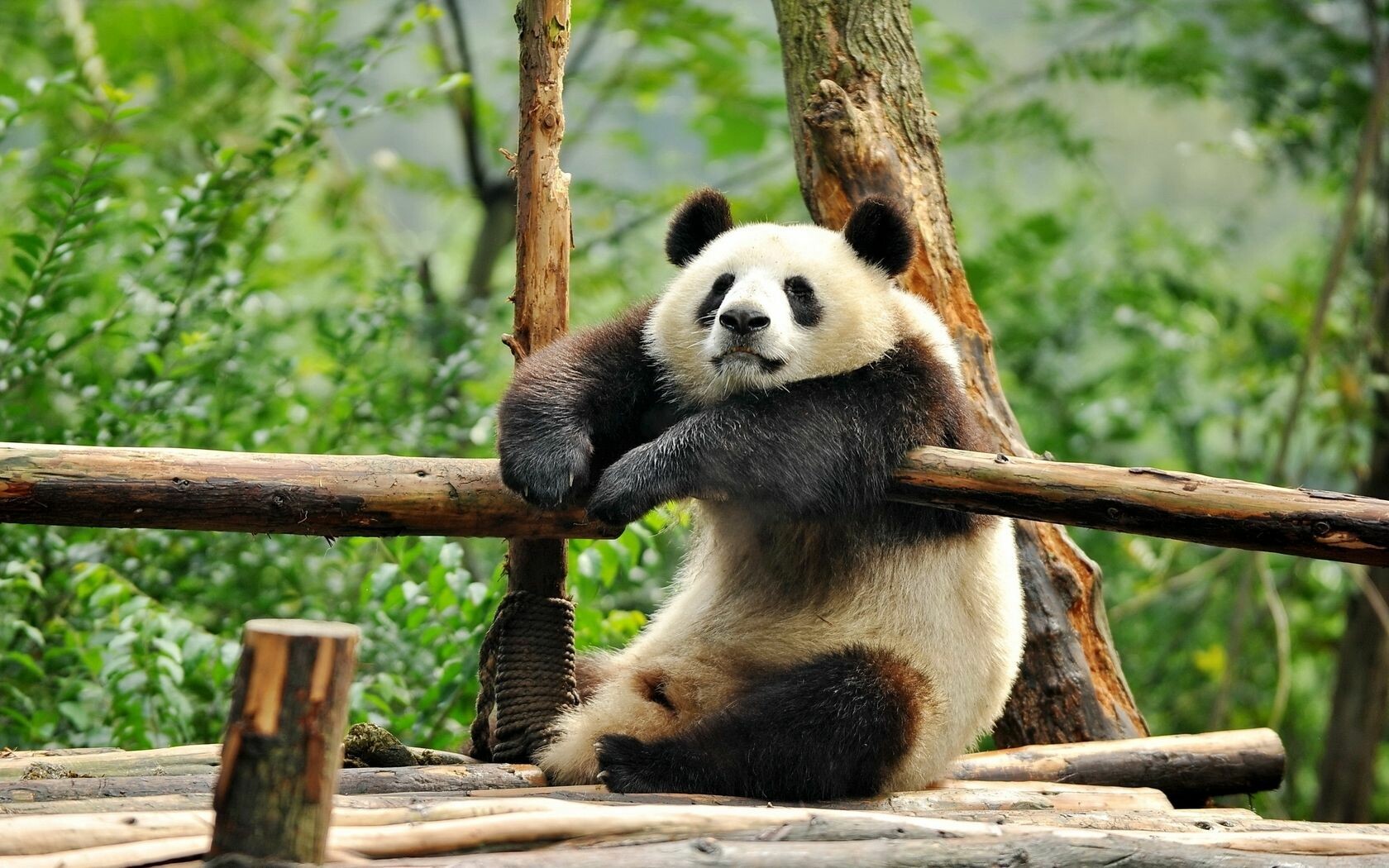 Panda Bear Wallpapers