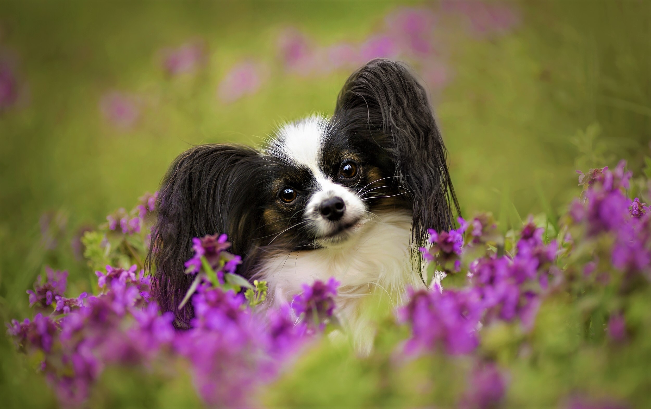 Papillon Wallpapers