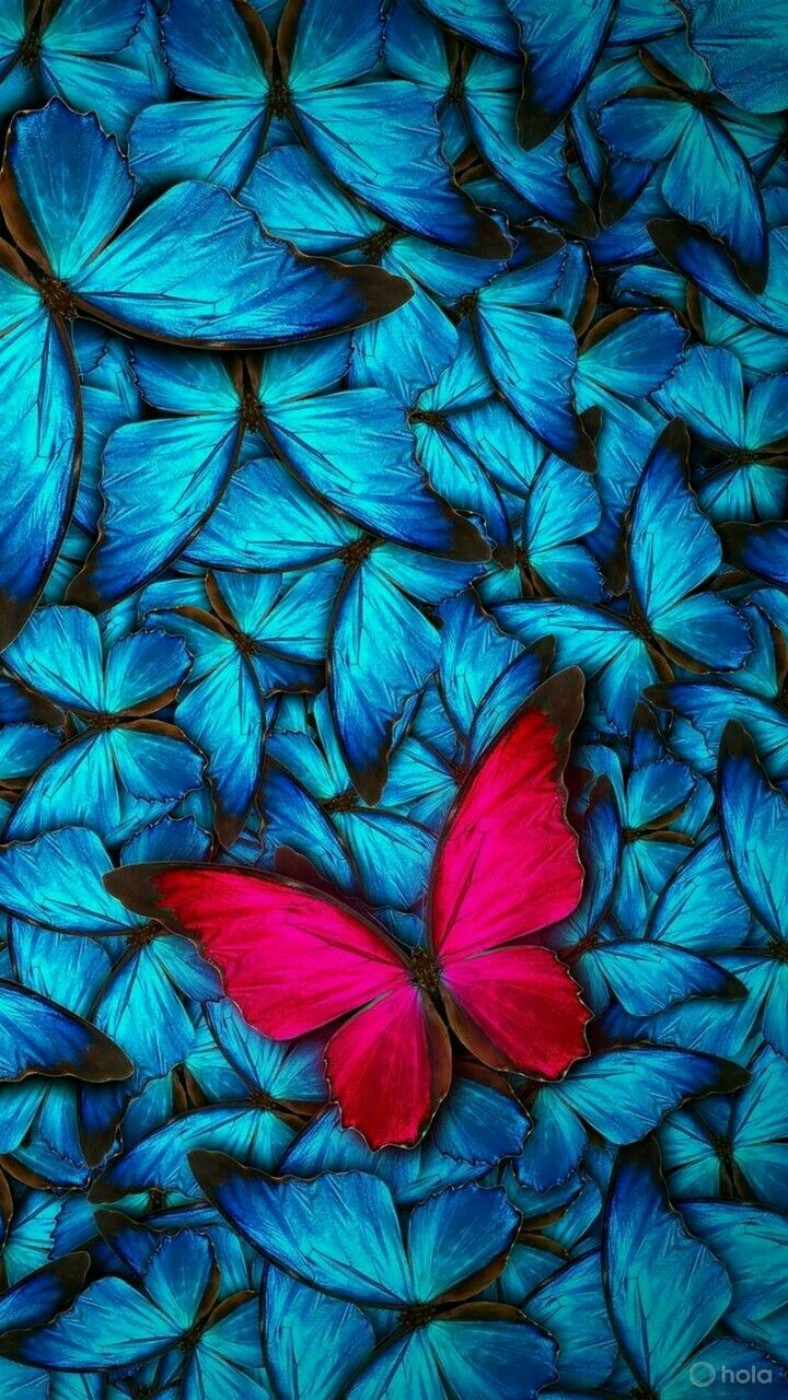 Papillon Wallpapers