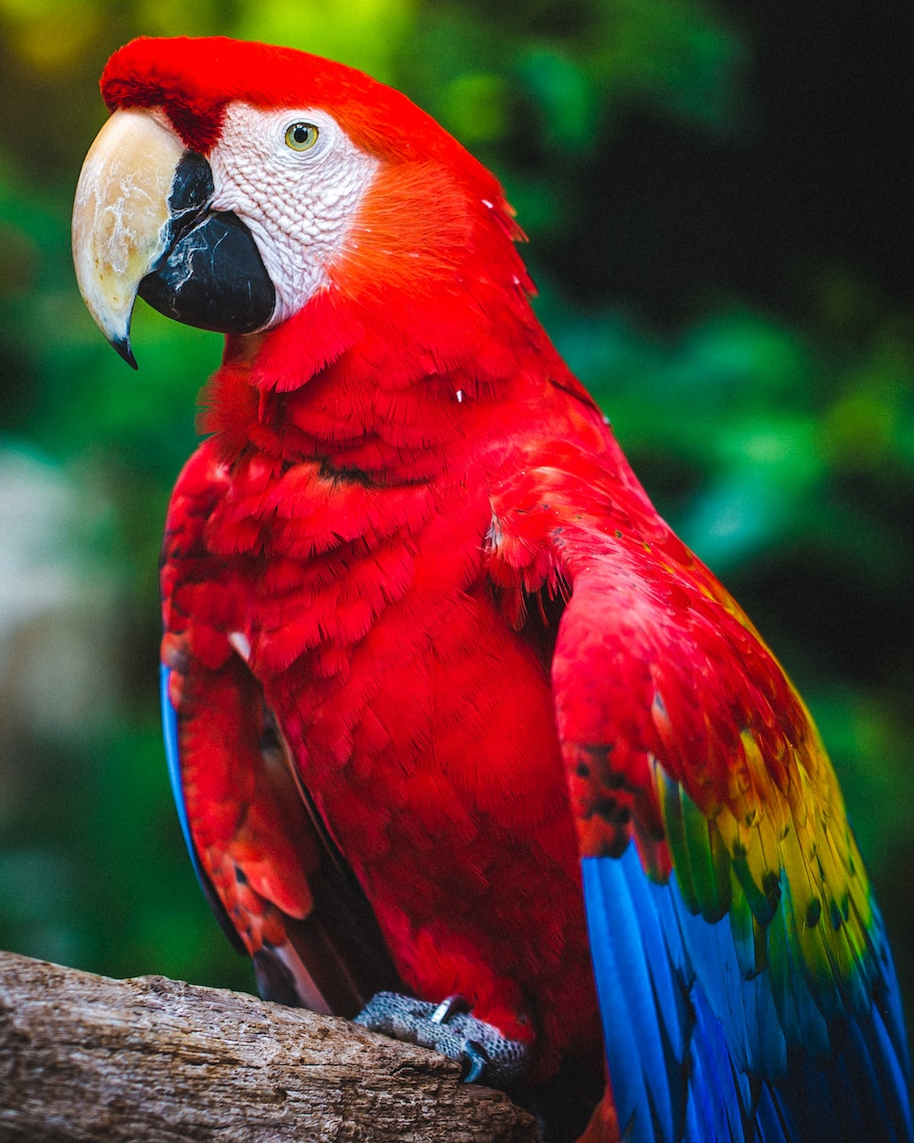 Parrot Wallpapers