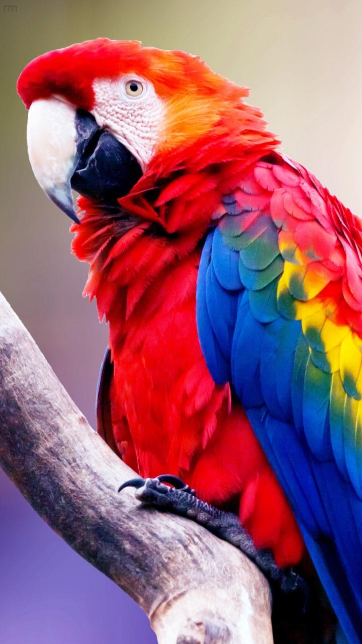 Parrot Wallpapers