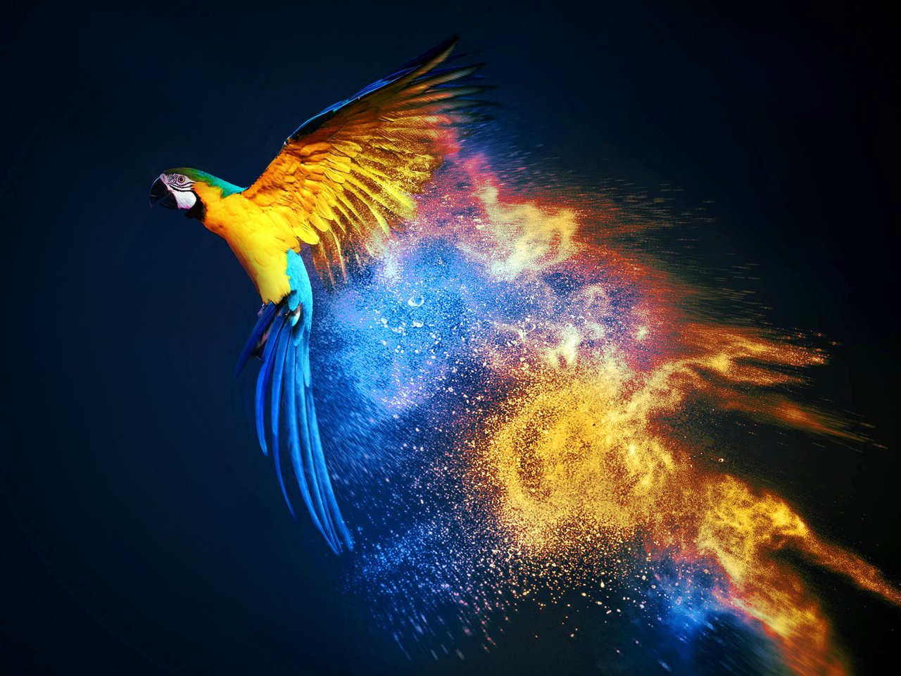 Parrot Wallpapers
