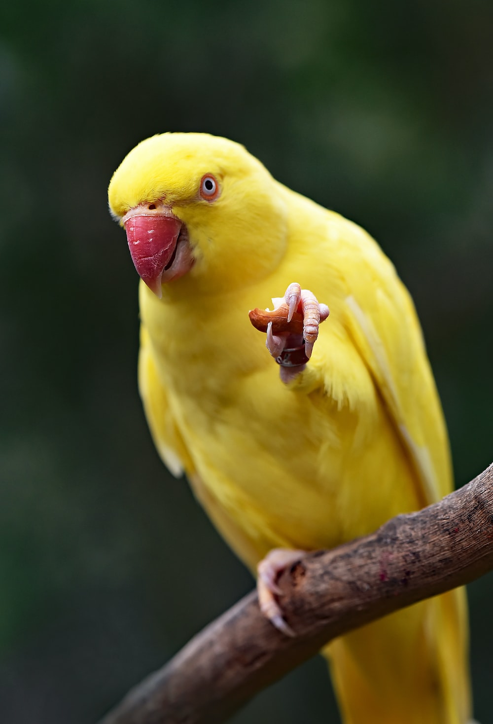 Parrot Wallpapers