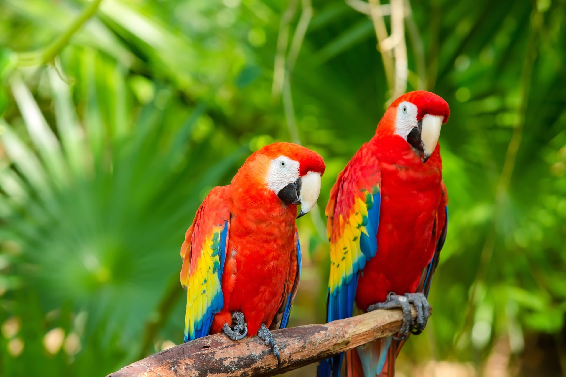 Parrot Wallpapers