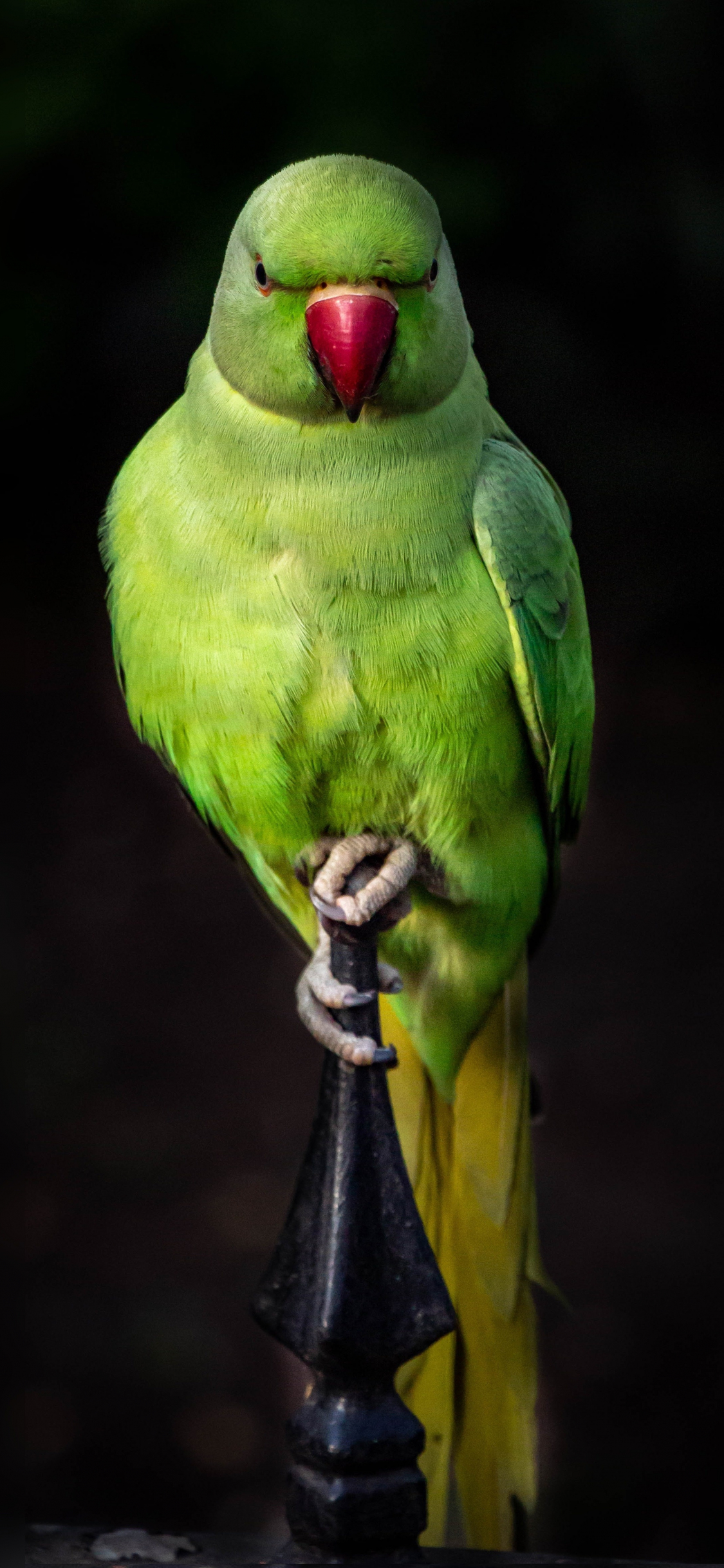 Parrot Wallpapers