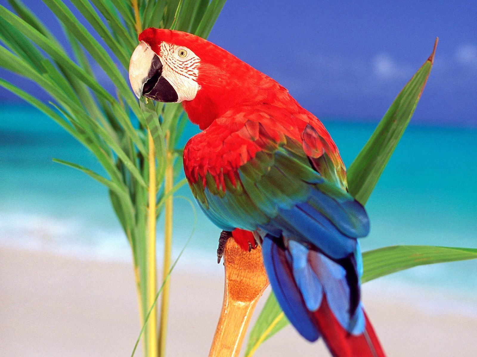 Parrot Wallpapers