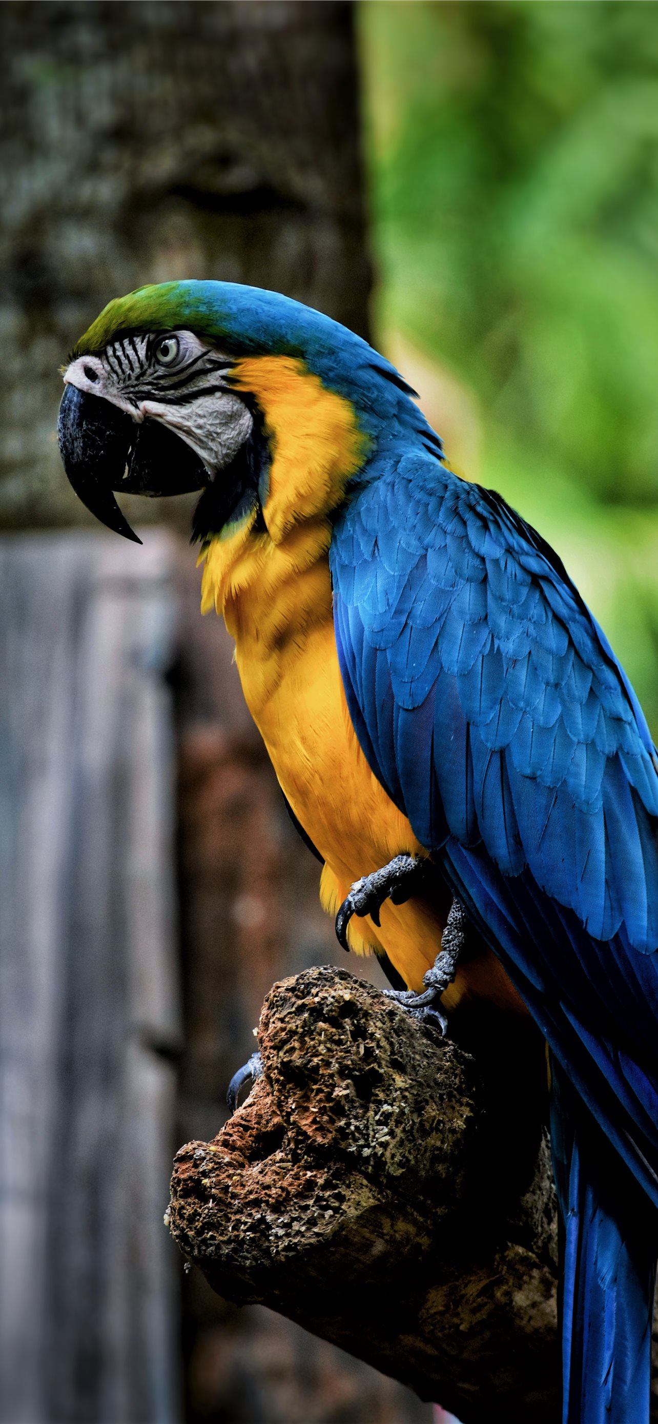 Parrot Wallpapers