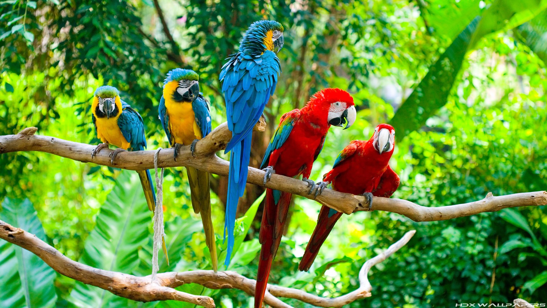 Parrot Wallpapers