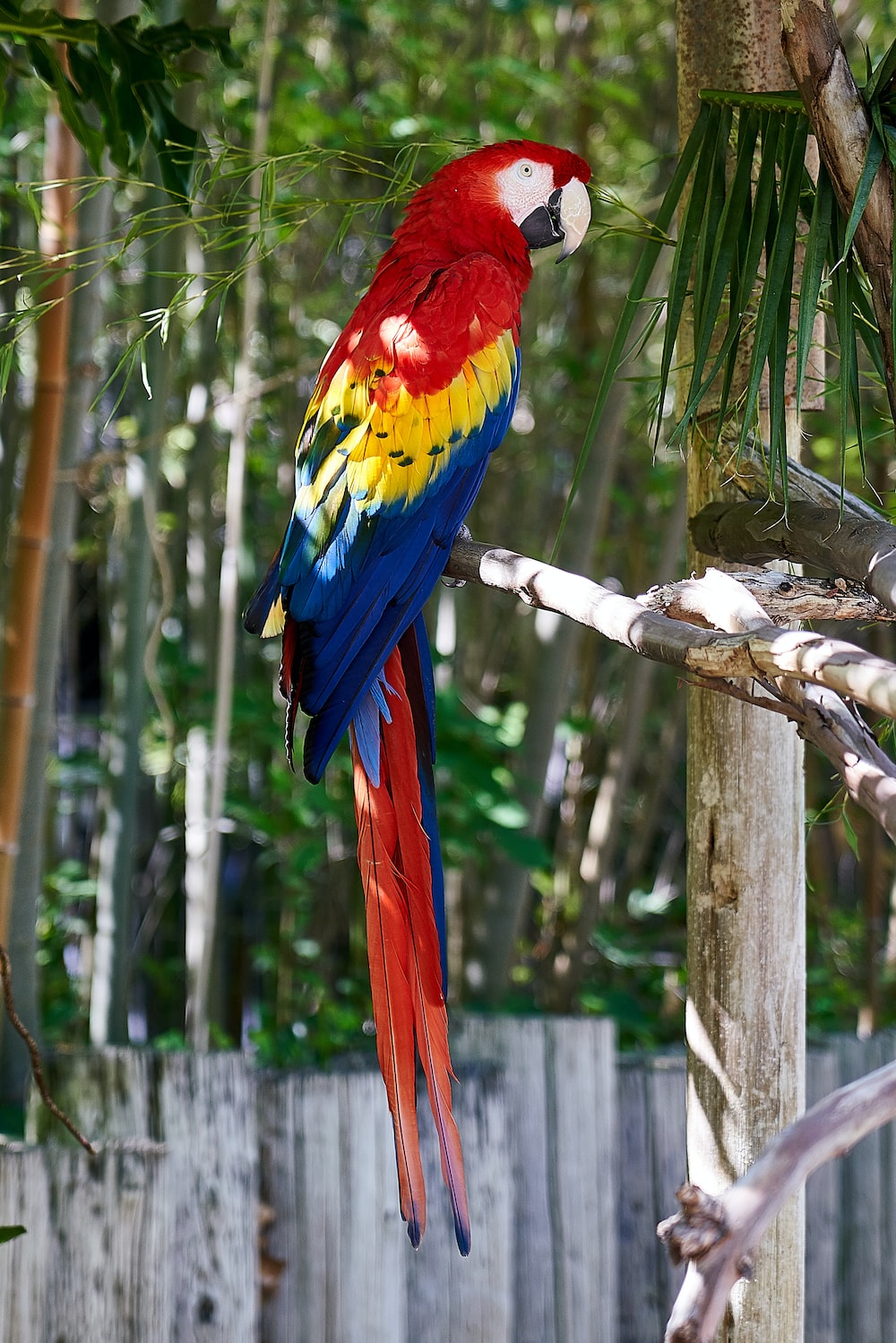 Parrot Wallpapers