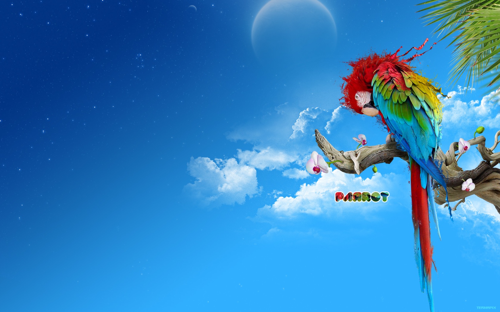 Parrot Wallpapers