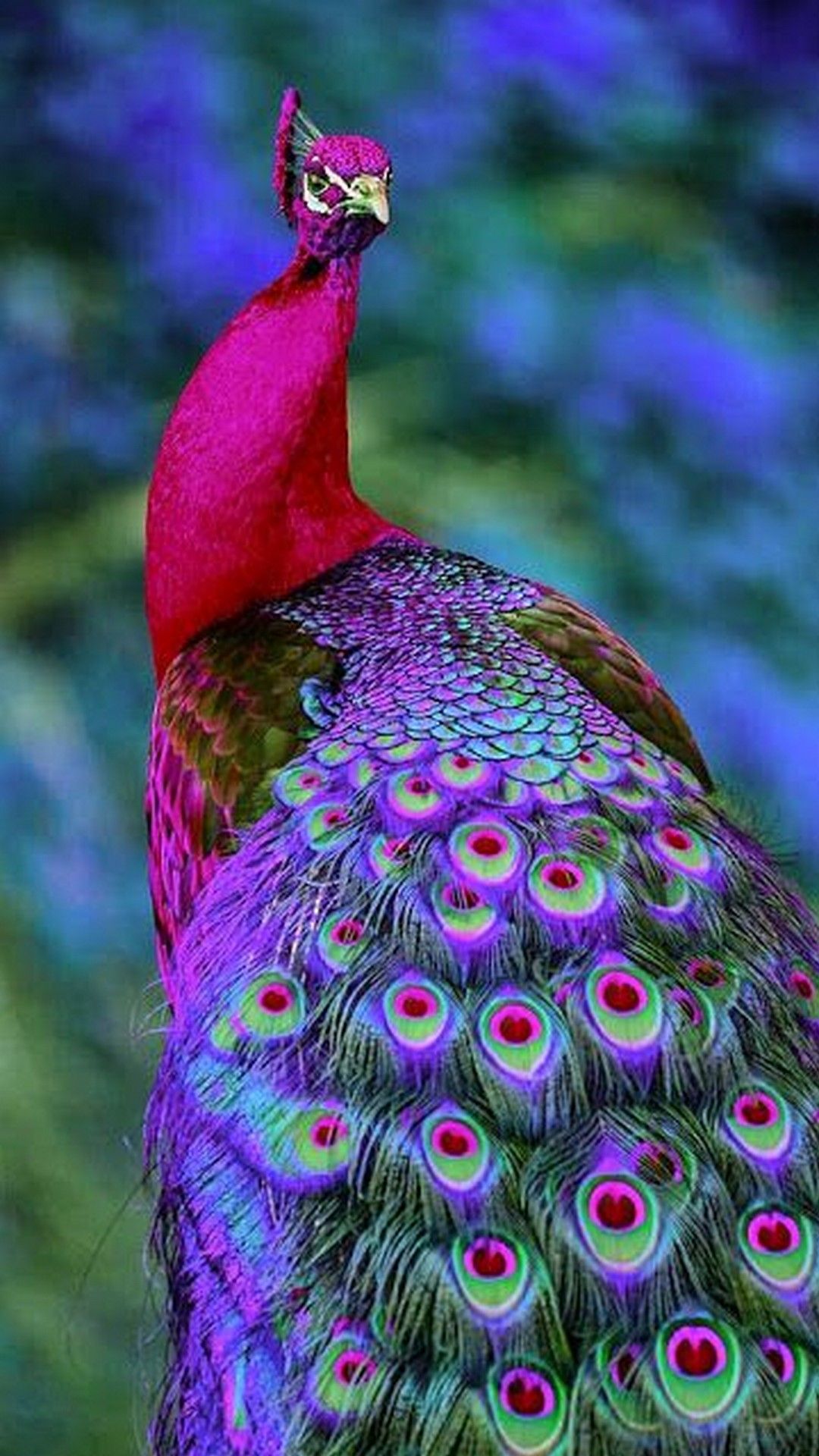 Peacock Wallpapers