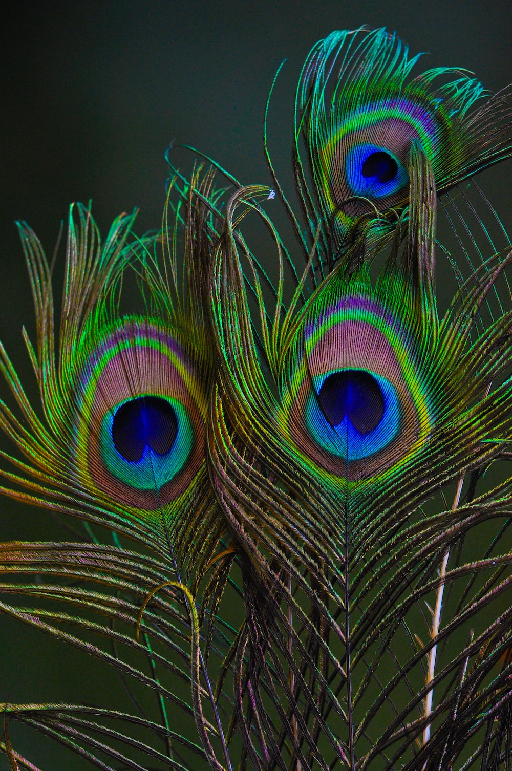 Peacock Wallpapers