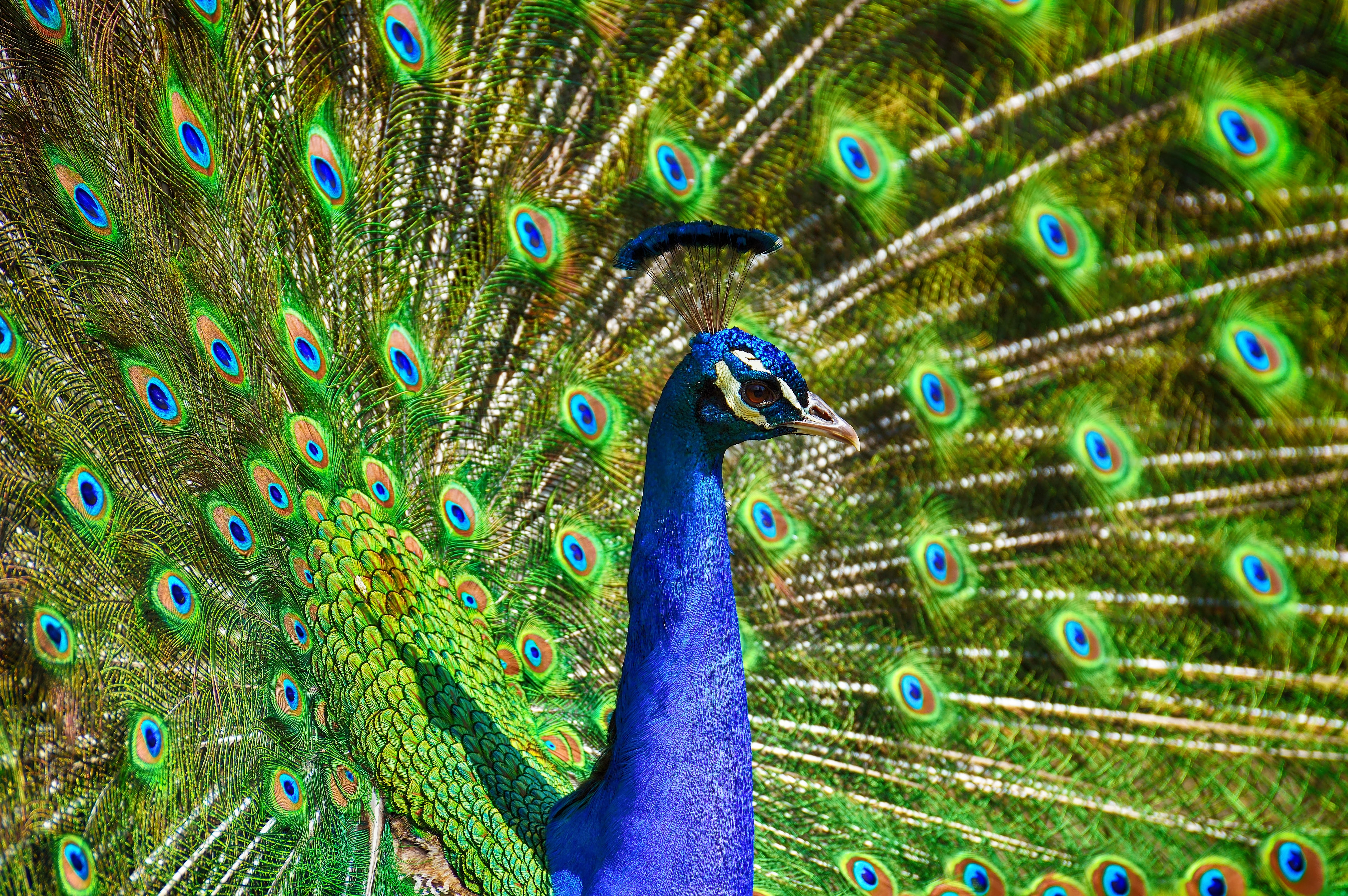 Peacock Wallpapers