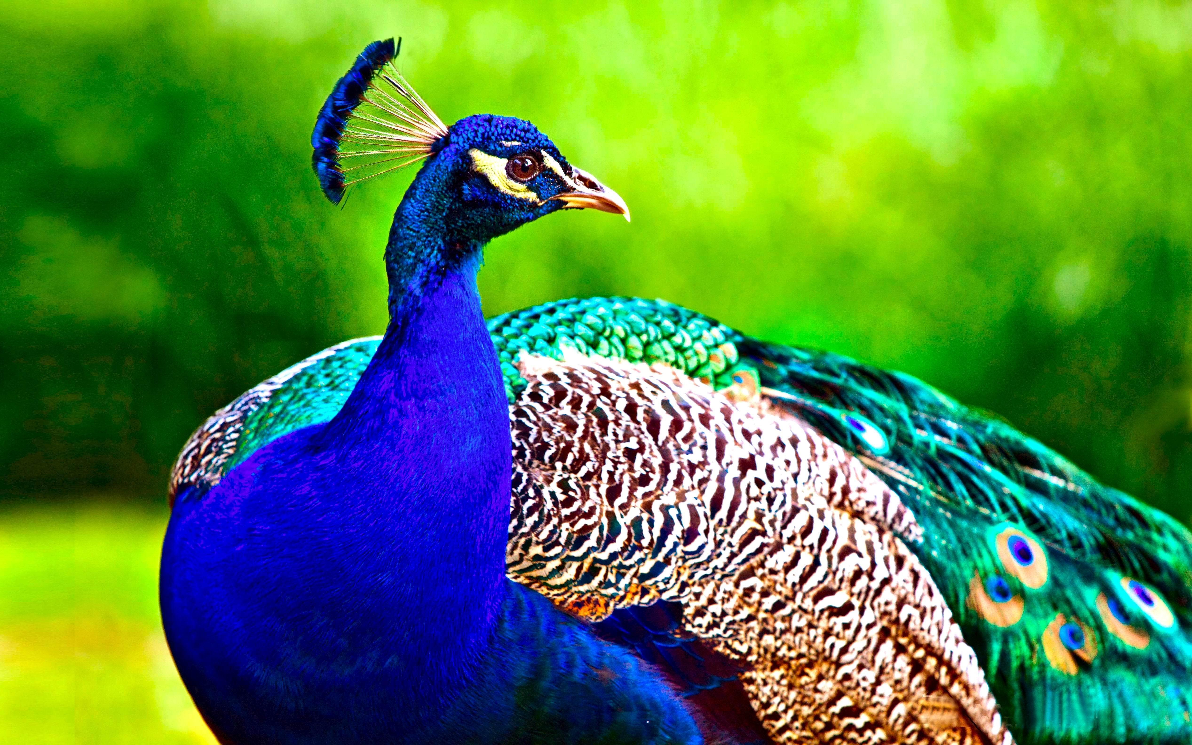 Peacock Wallpapers