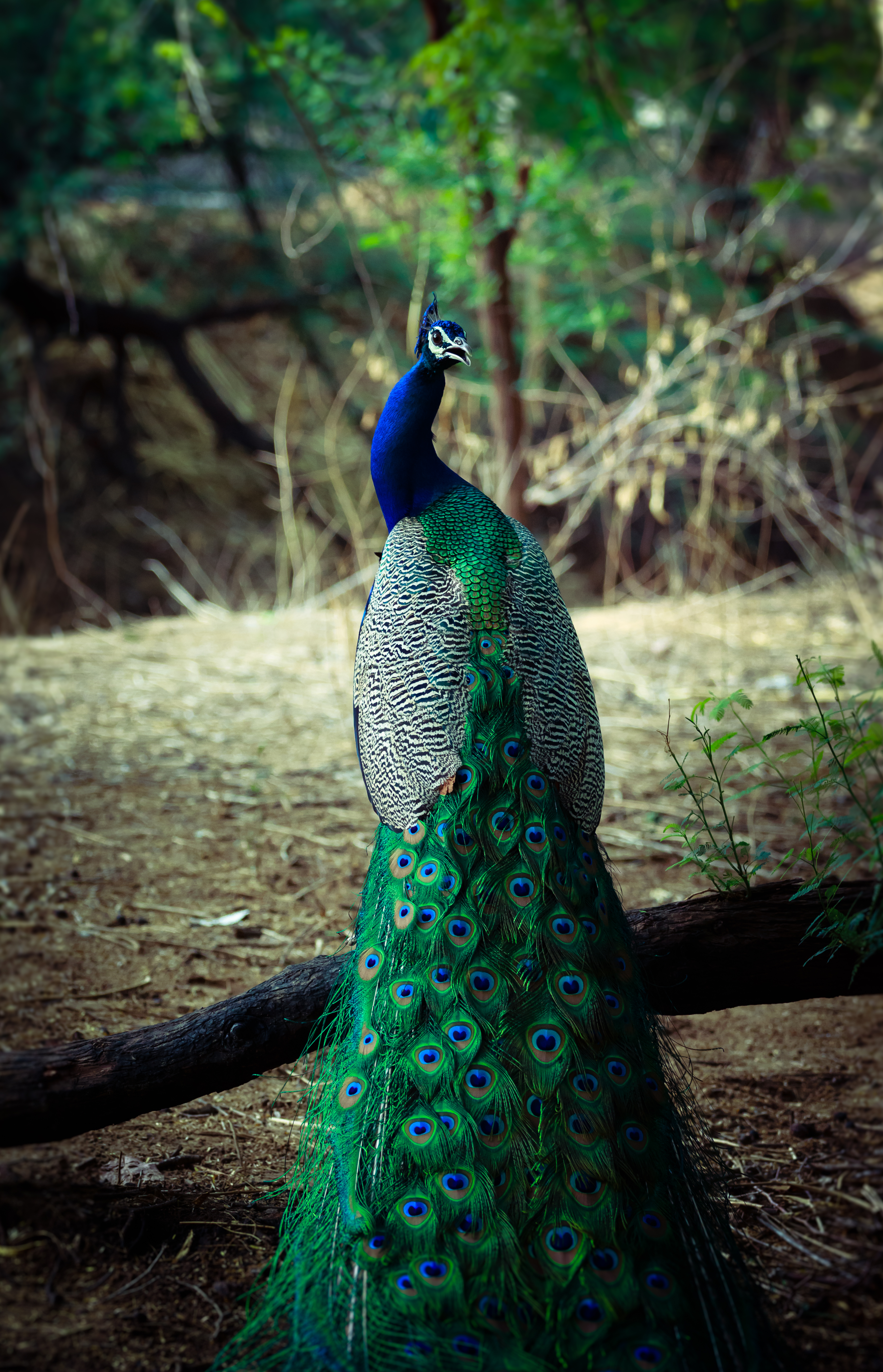 Peacock Wallpapers