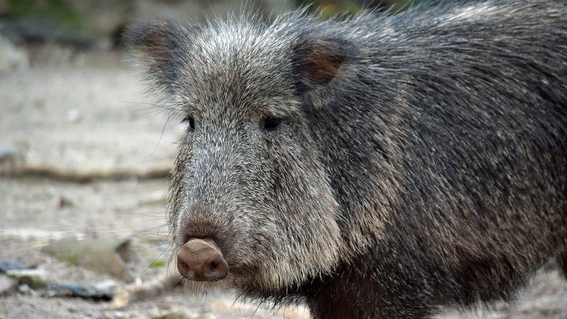 Peccaries Wallpapers