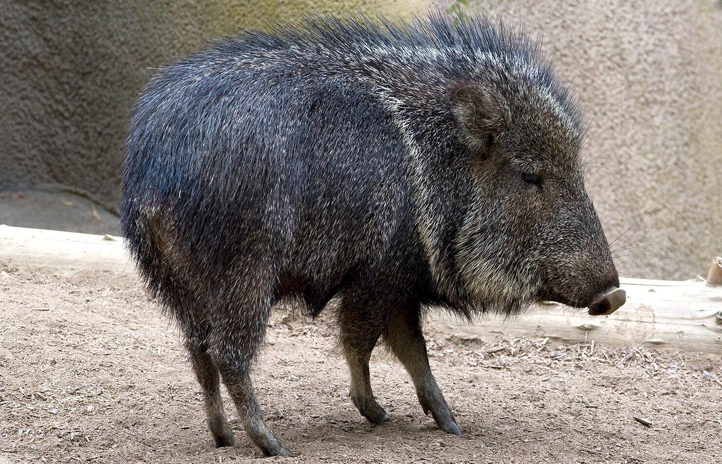 Peccaries Wallpapers