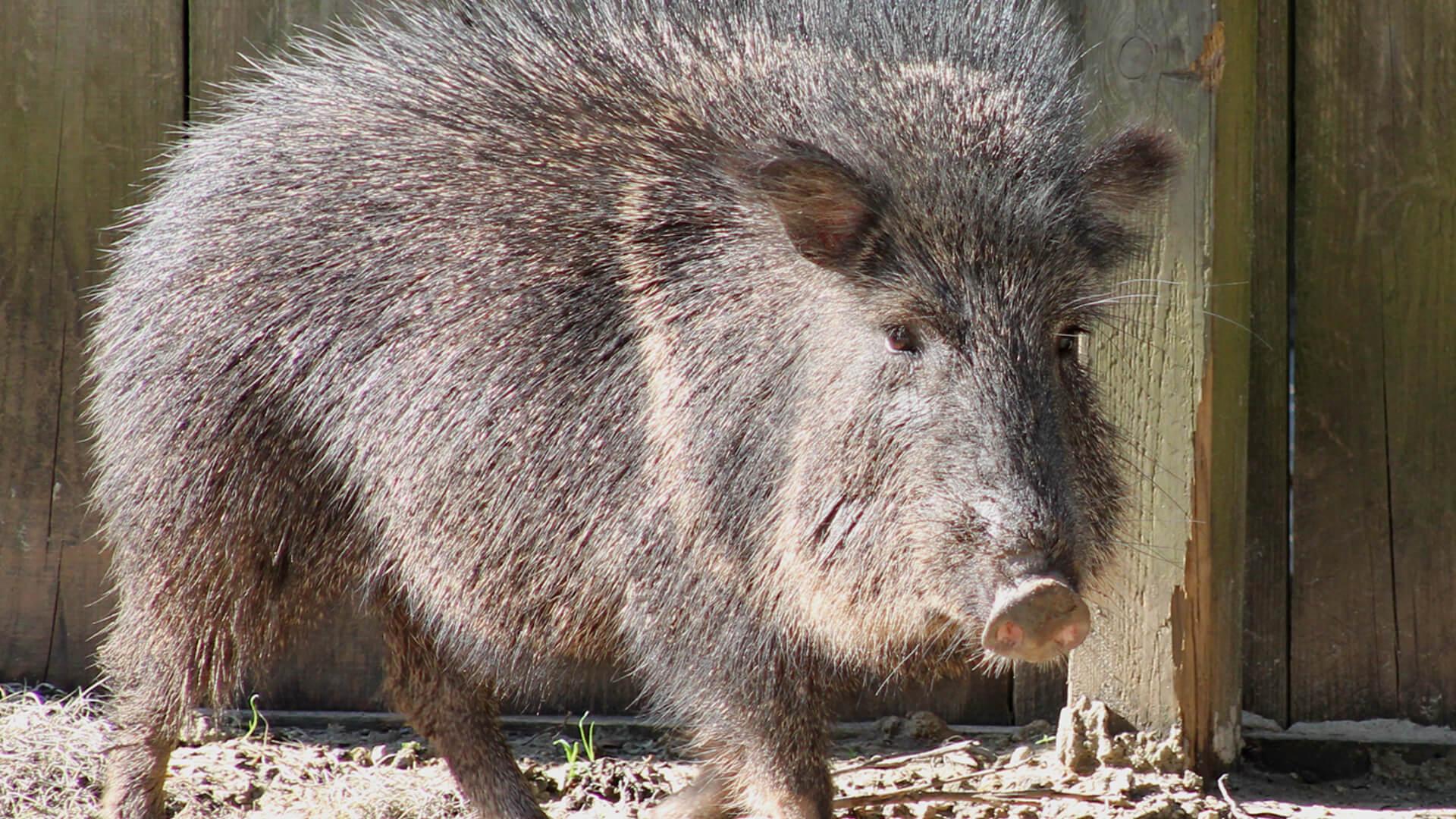 Peccaries Wallpapers