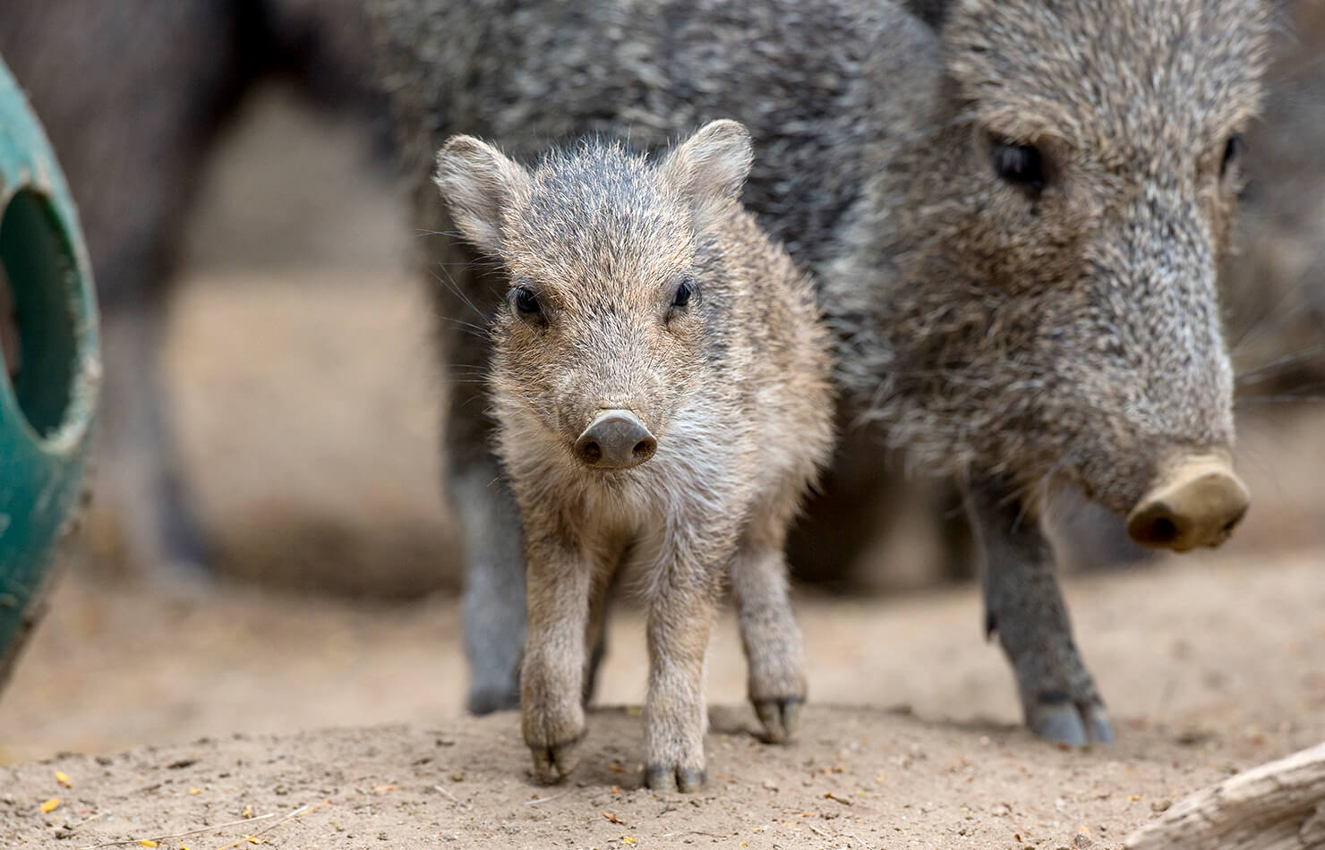 Peccaries Wallpapers