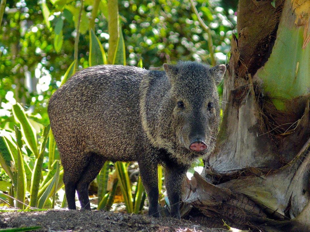 Peccaries Wallpapers