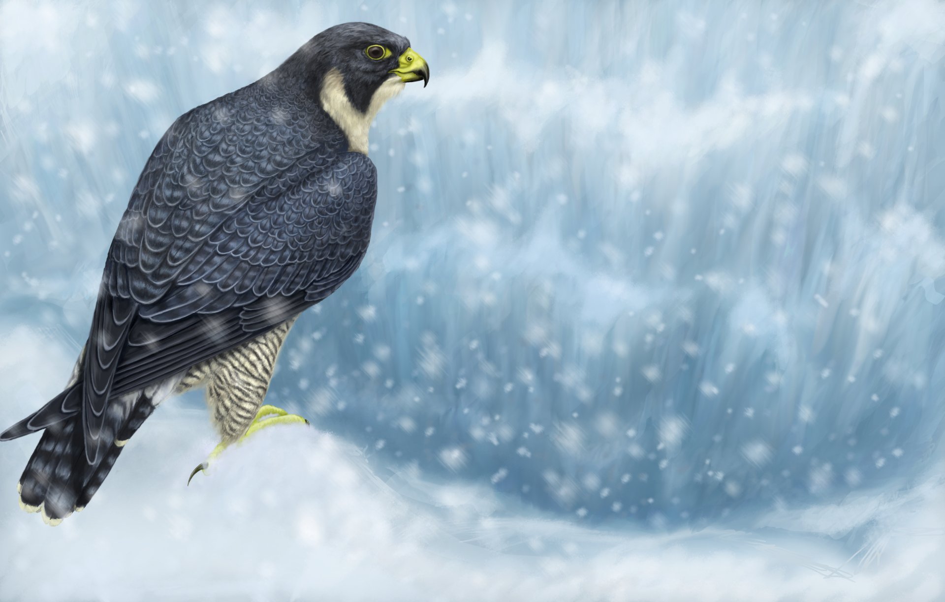 Peregrine Falcon Wallpapers