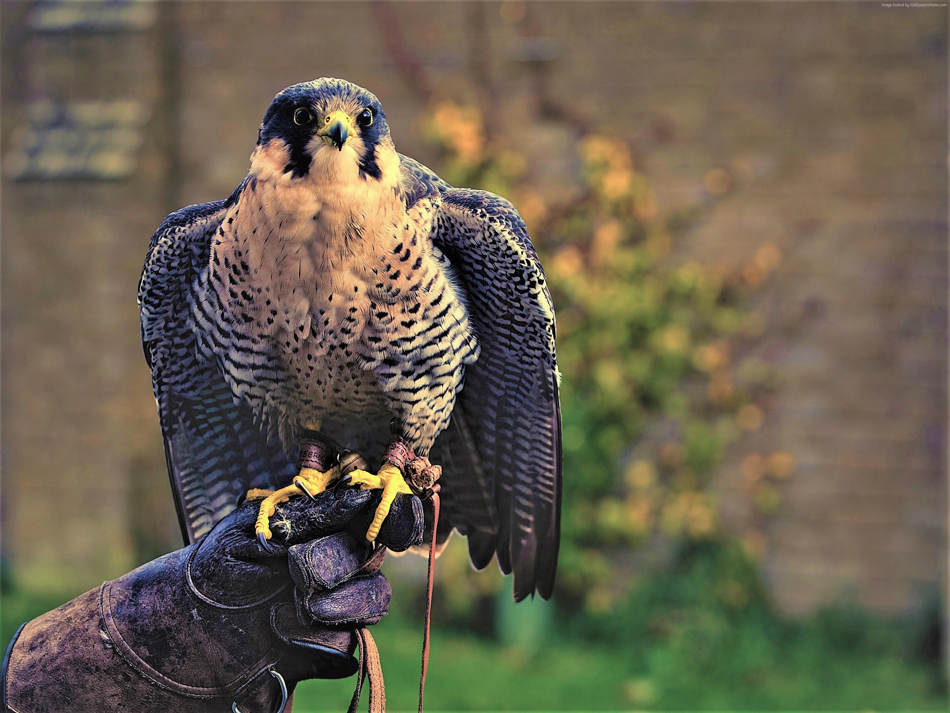 Peregrine Falcon Wallpapers