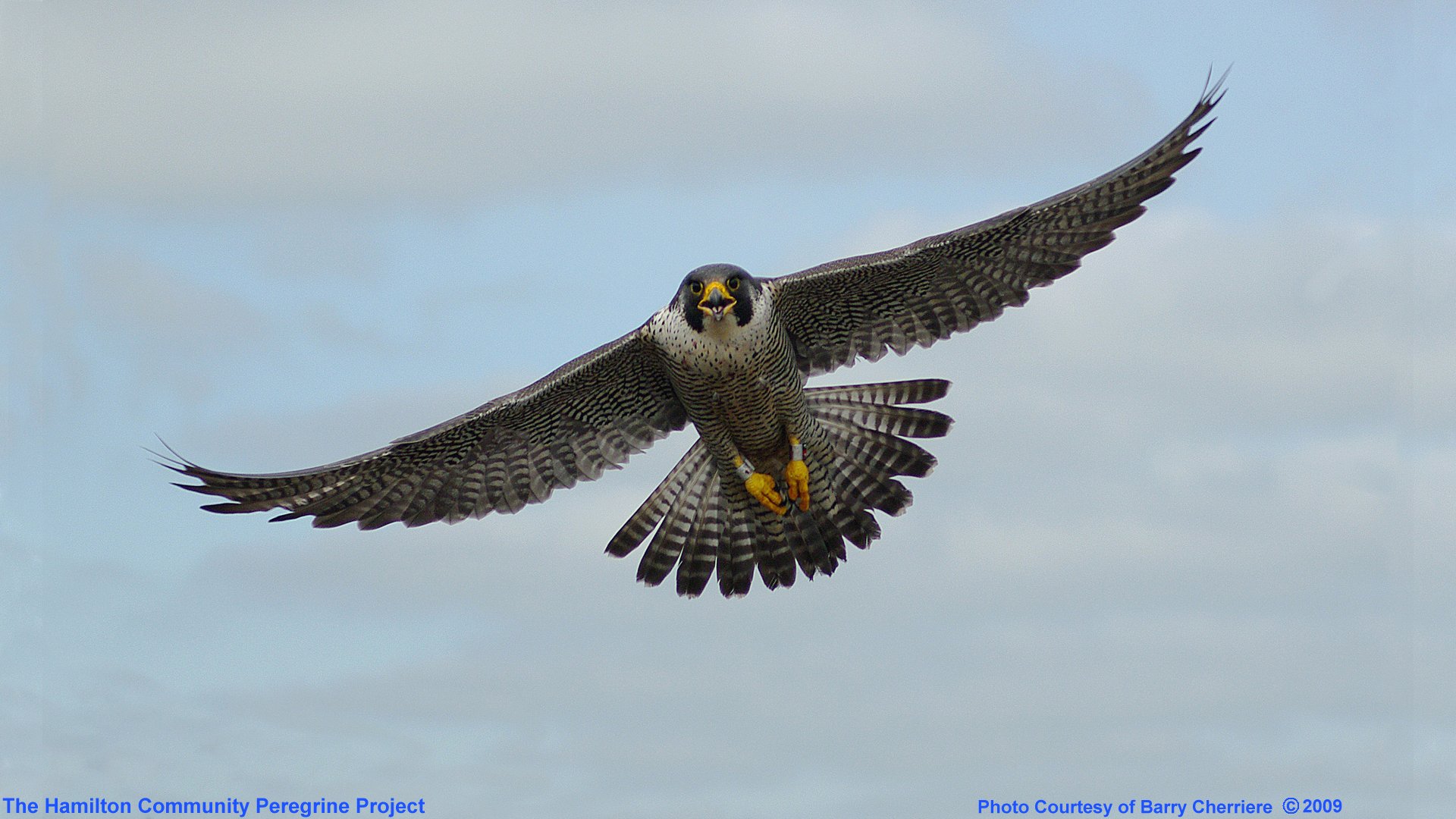 Peregrine Falcon Wallpapers