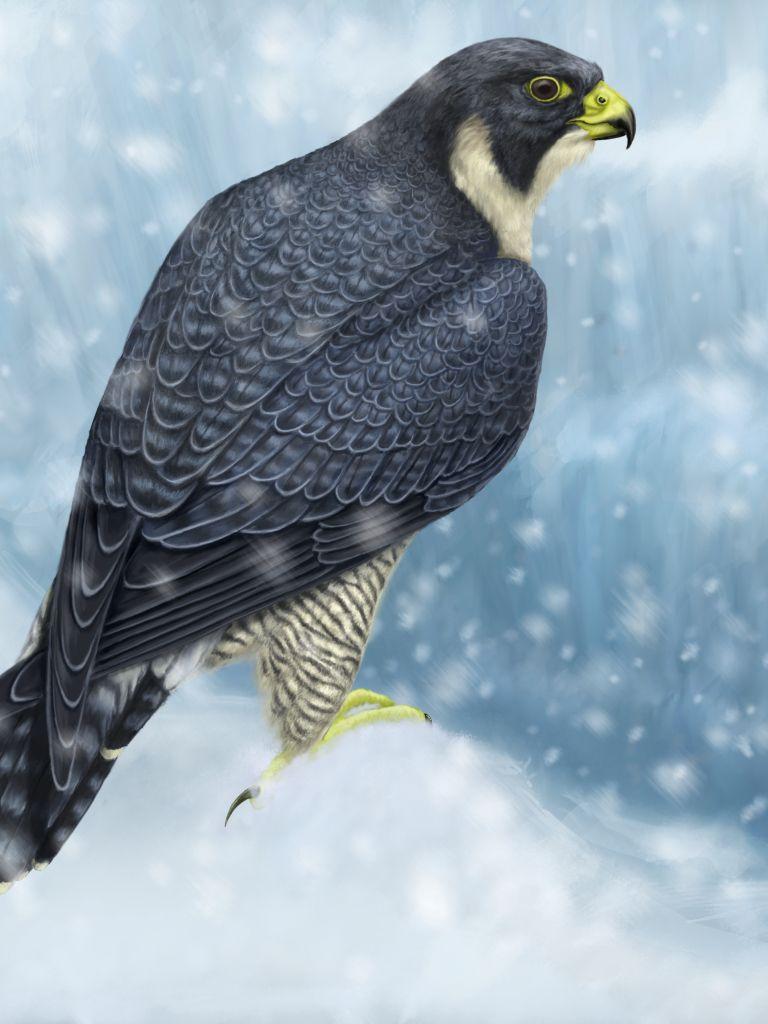 Peregrine Falcon Wallpapers