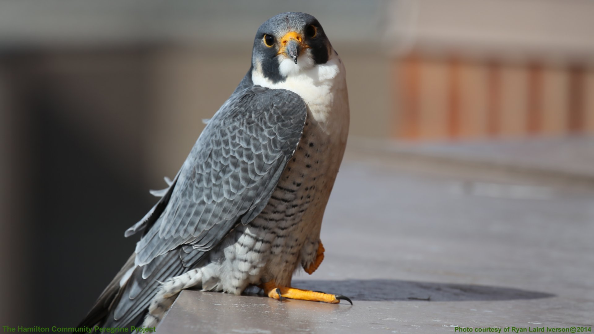 Peregrine Falcon Wallpapers