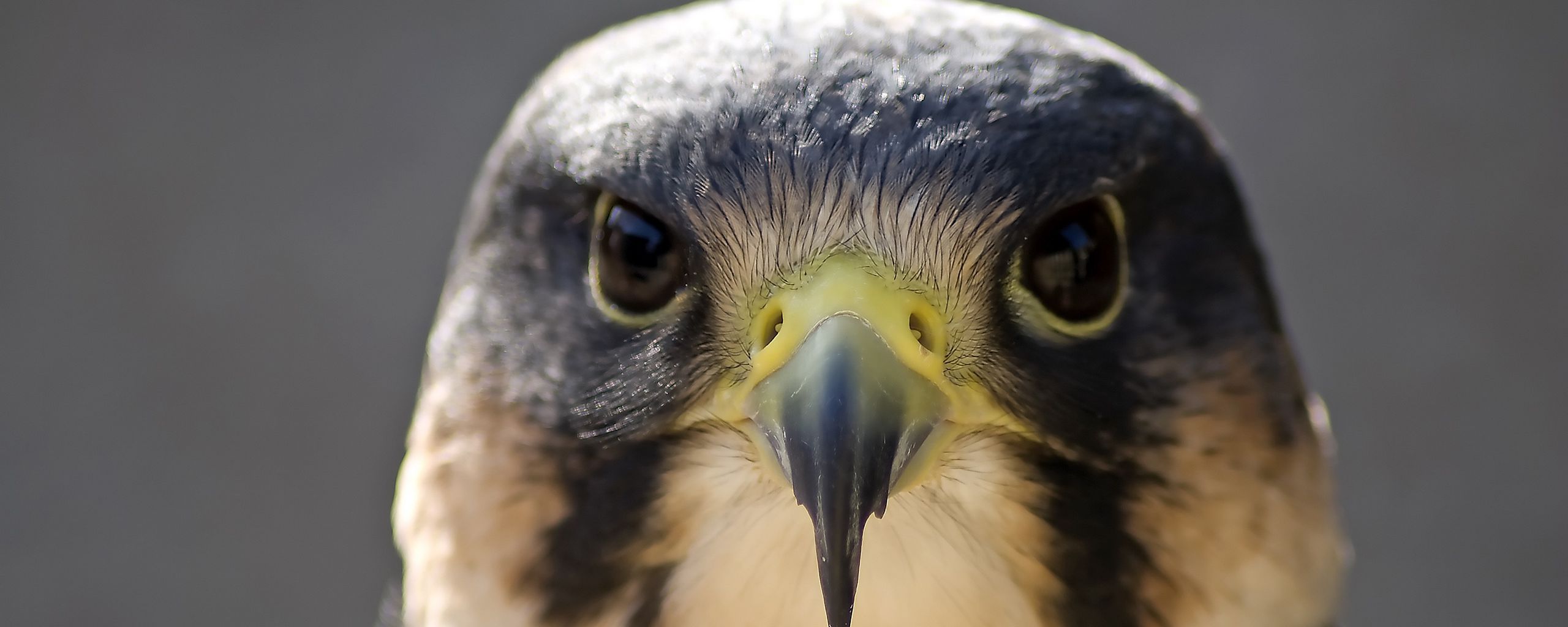 Peregrine Falcon Wallpapers