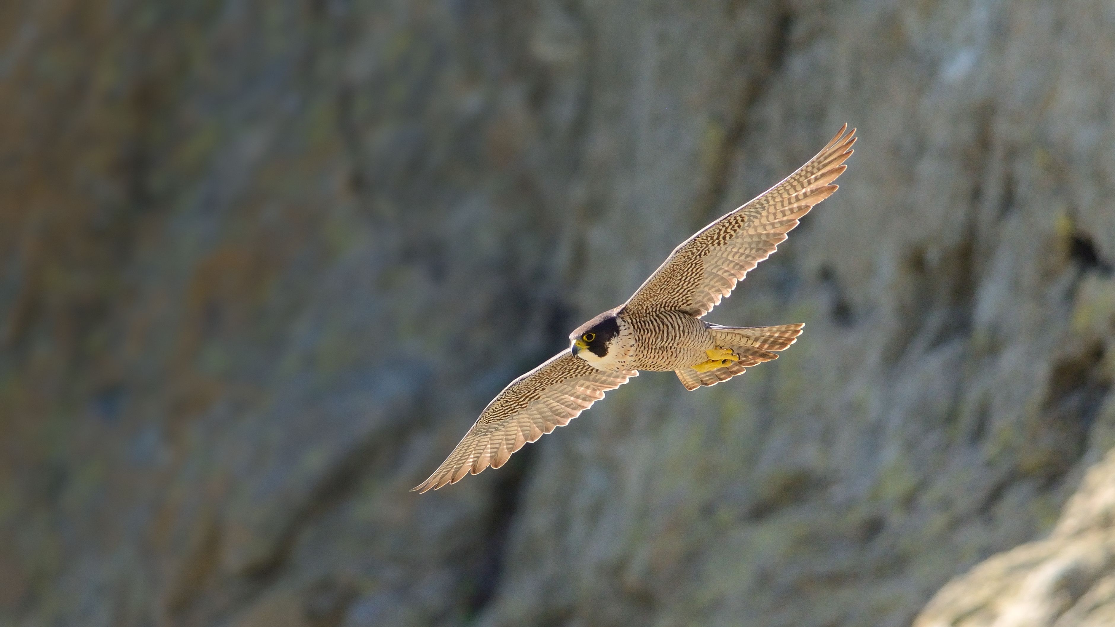 Peregrine Falcon Wallpapers