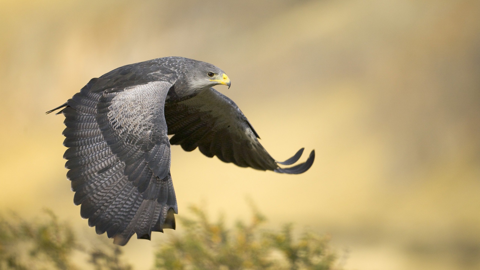 Peregrine Falcon Wallpapers