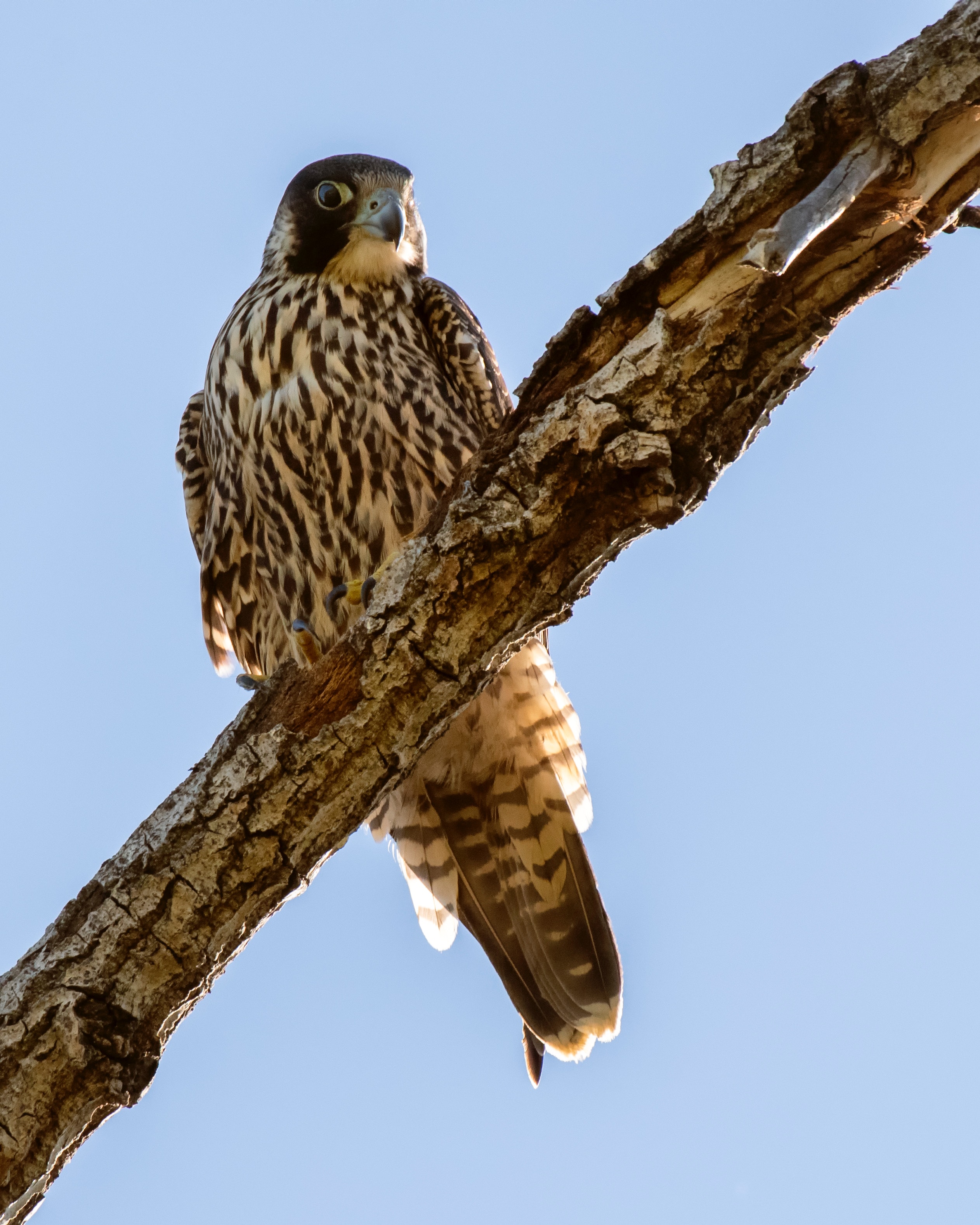 Peregrine Falcon Wallpapers