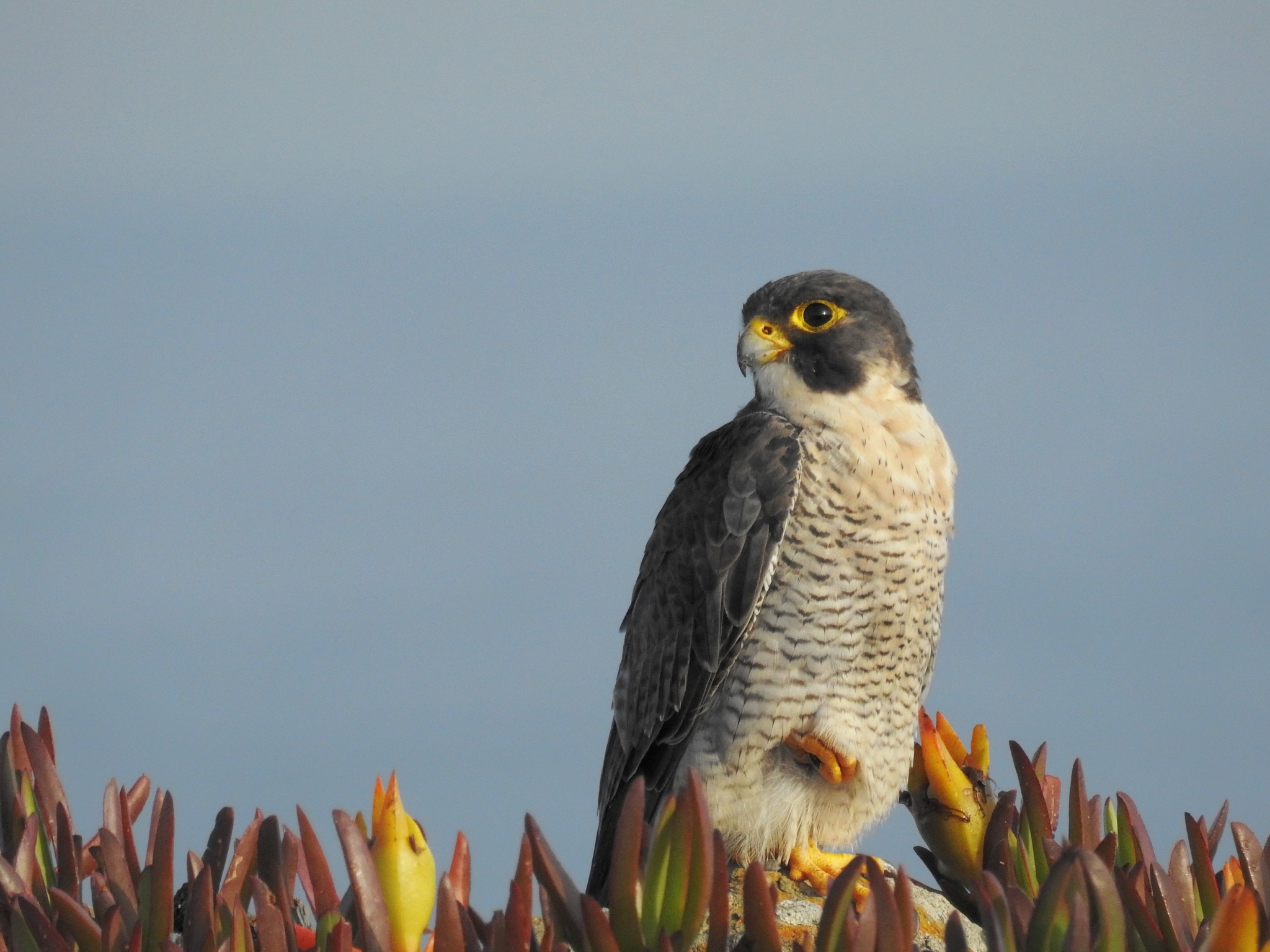 Peregrine Falcon Wallpapers