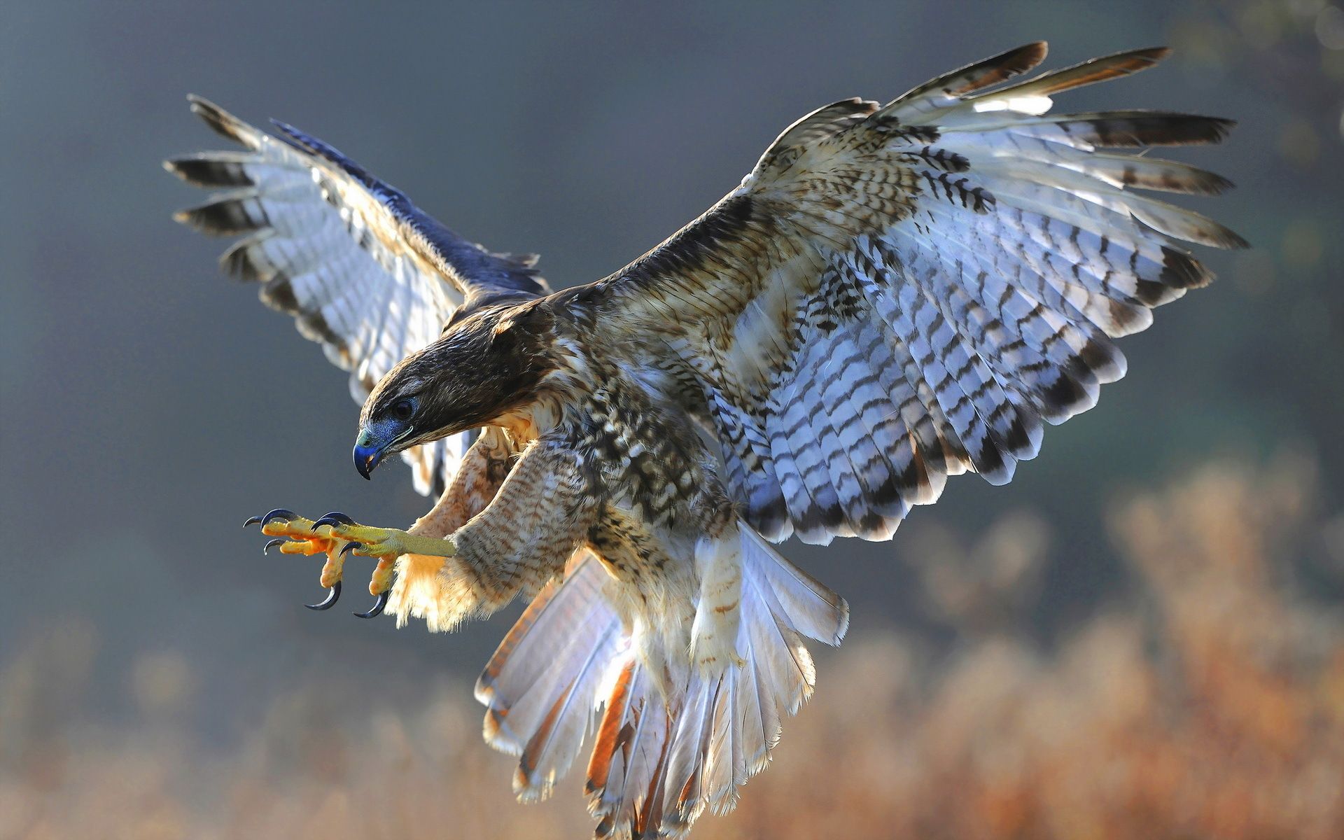 Peregrine Falcon Wallpapers