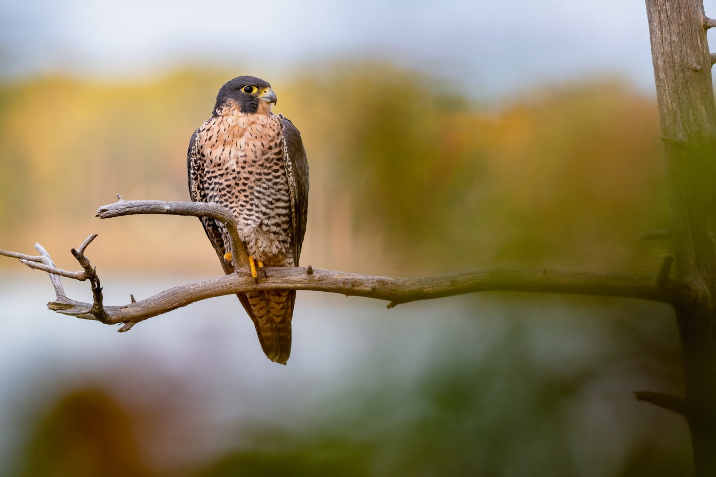 Peregrine Falcon Wallpapers