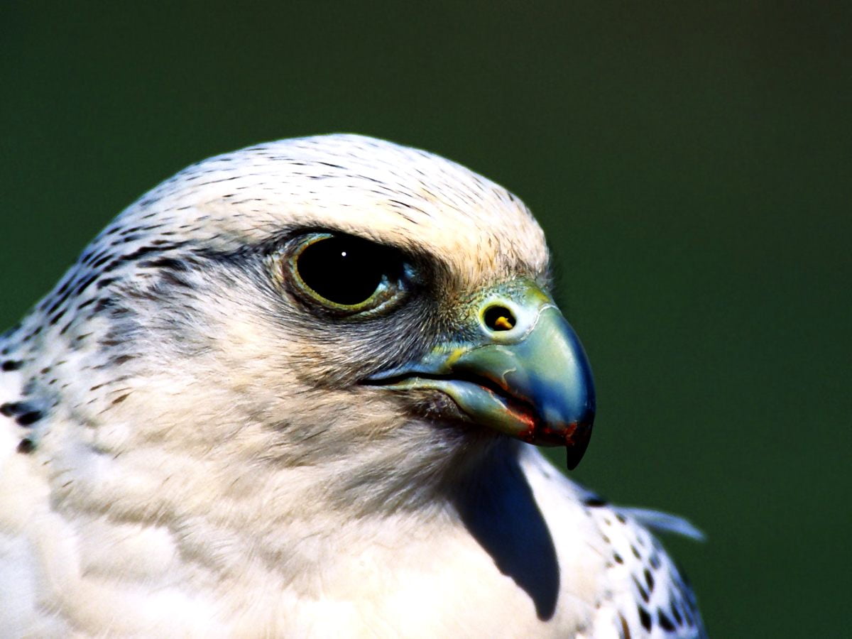 Peregrine Falcon Wallpapers