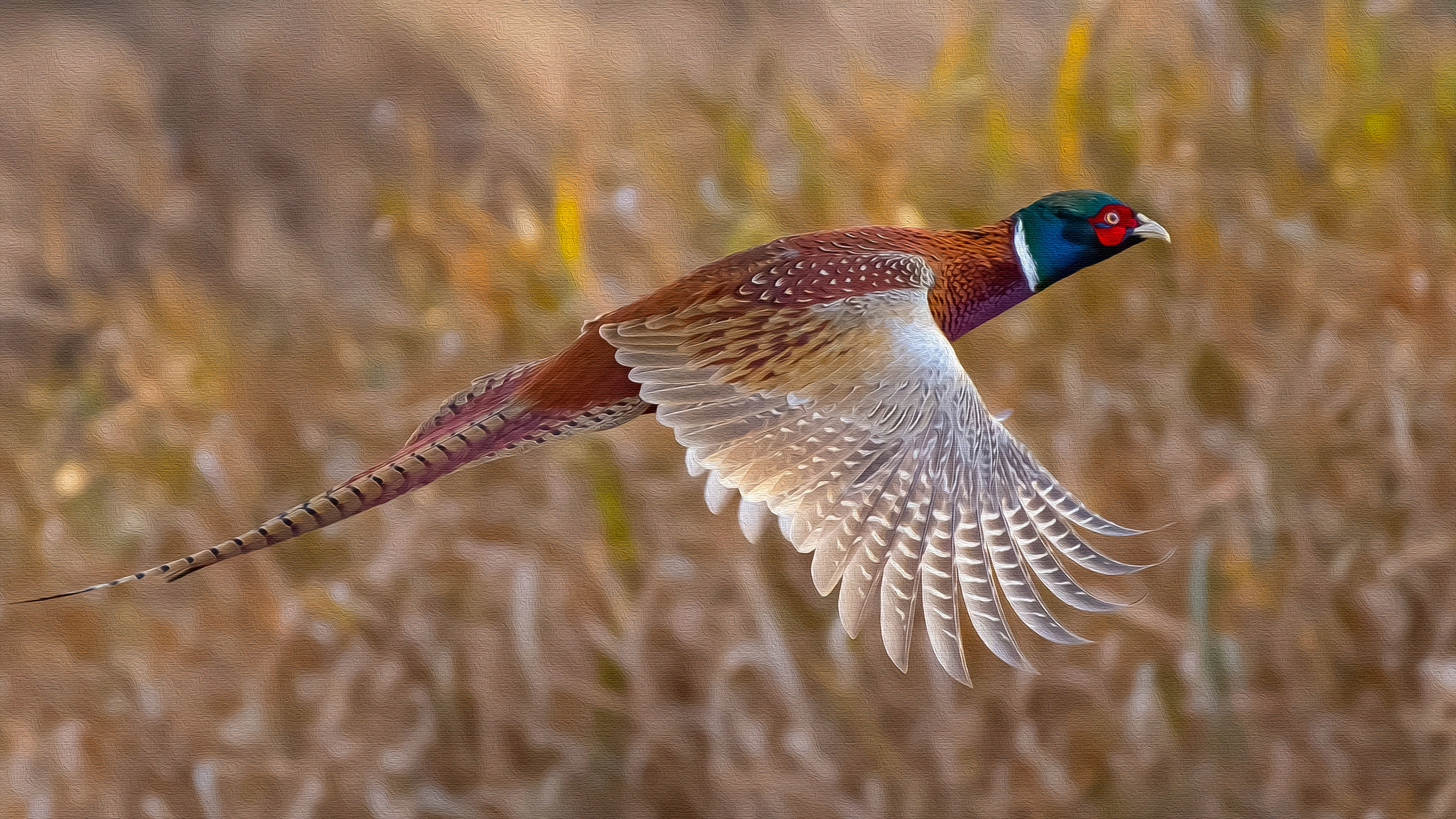 Pheasant Wallpapers