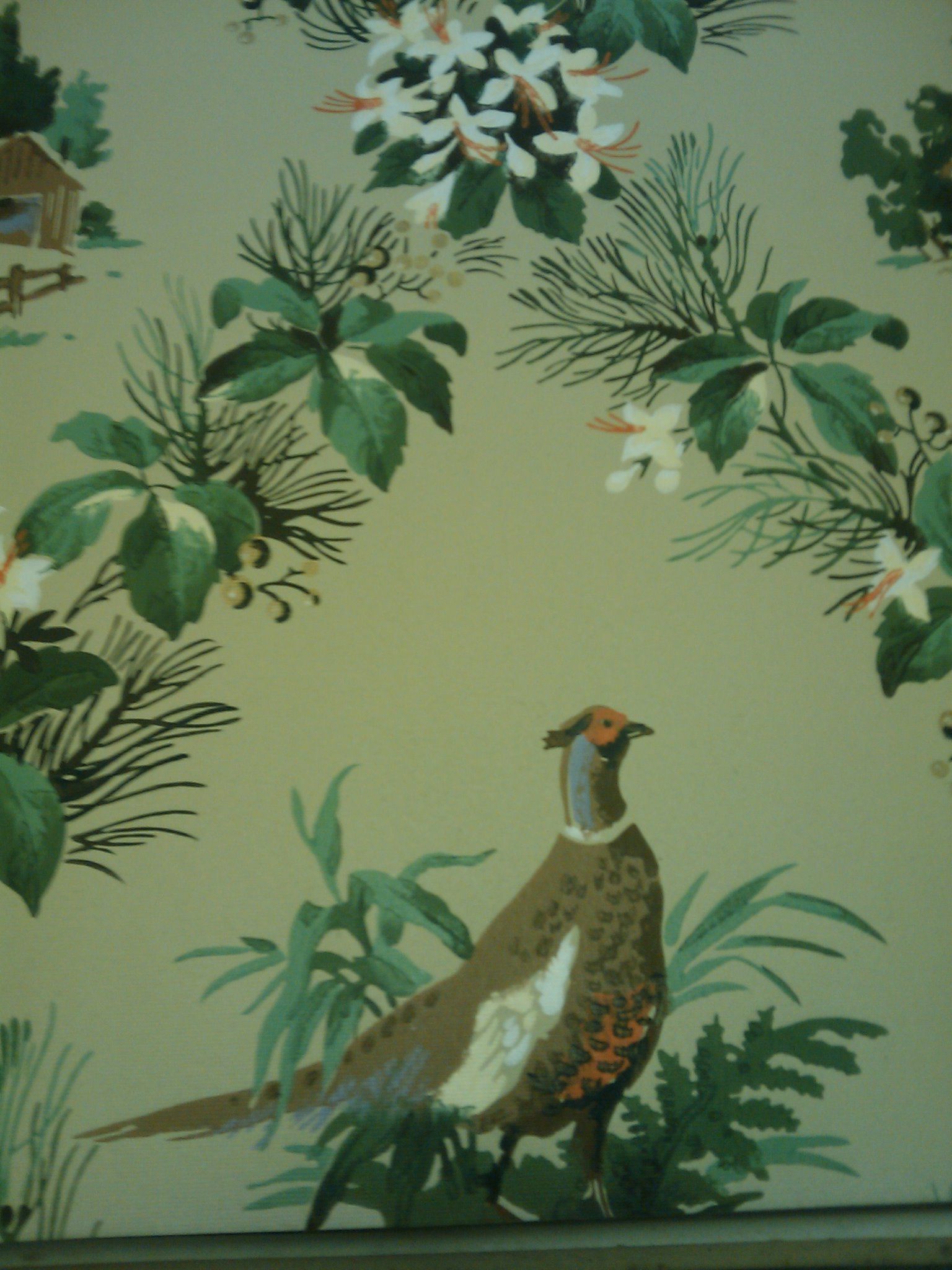 Pheasant Wallpapers