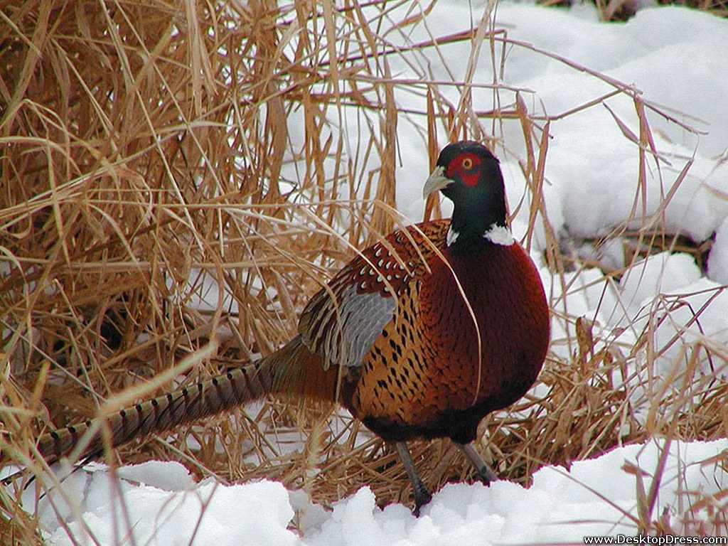 Pheasant Wallpapers