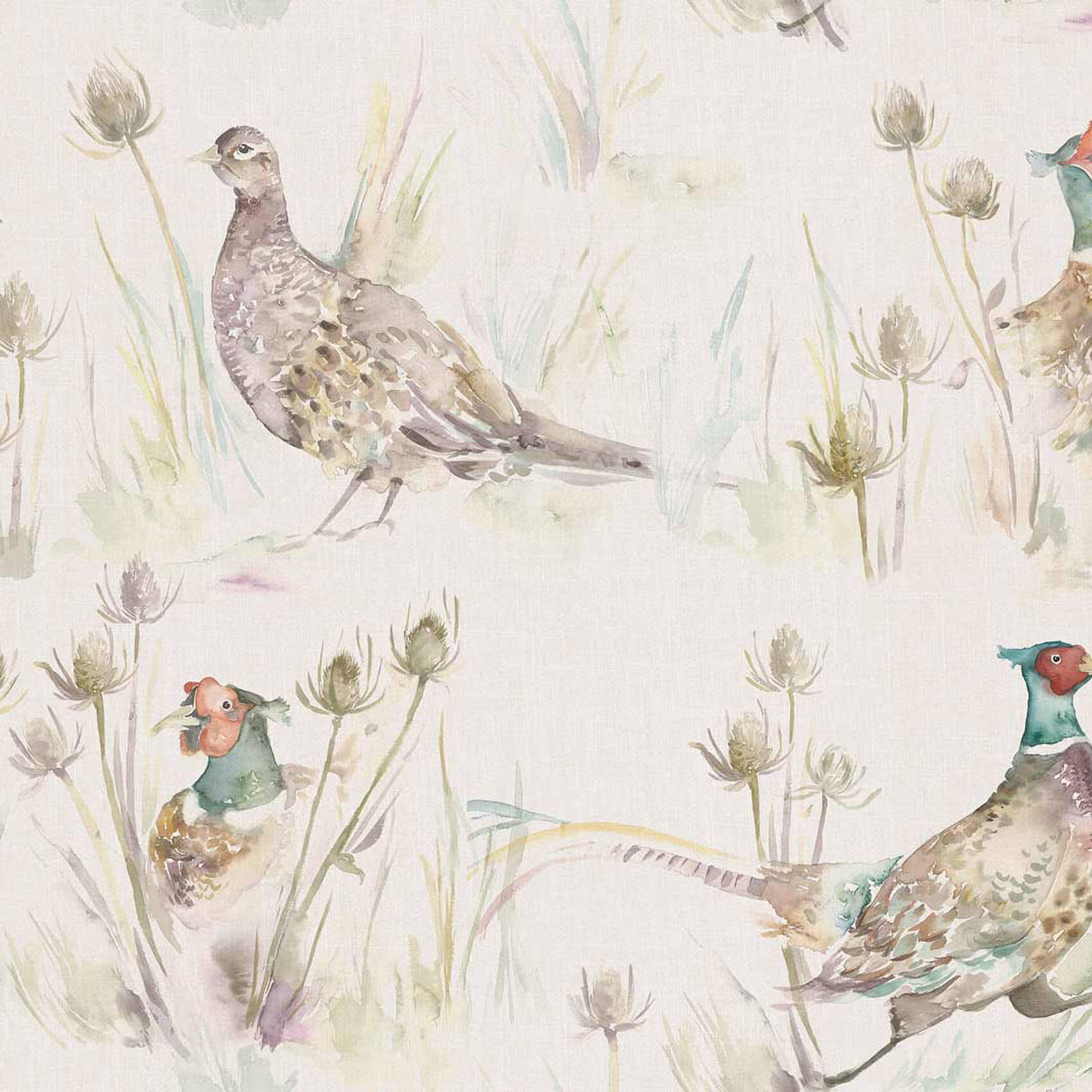 Pheasant Wallpapers