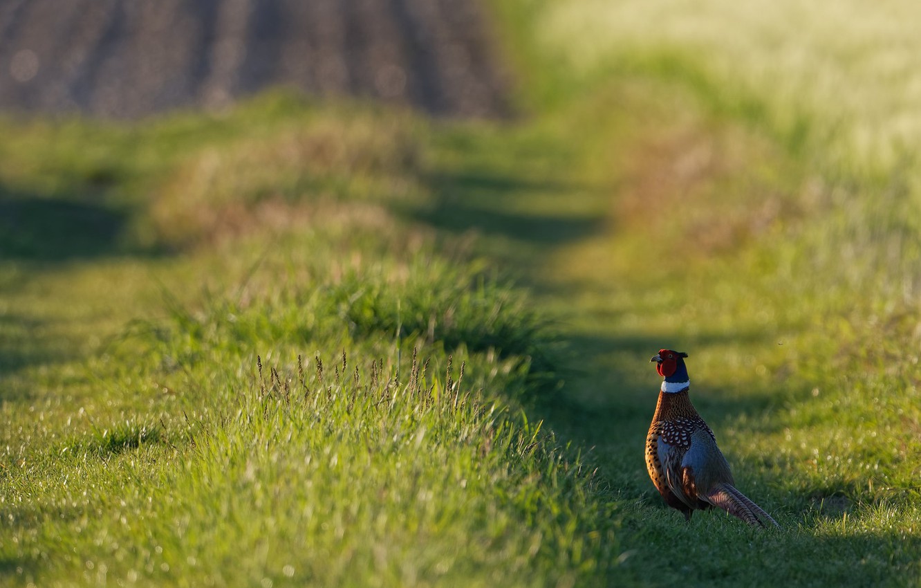 Pheasant Wallpapers