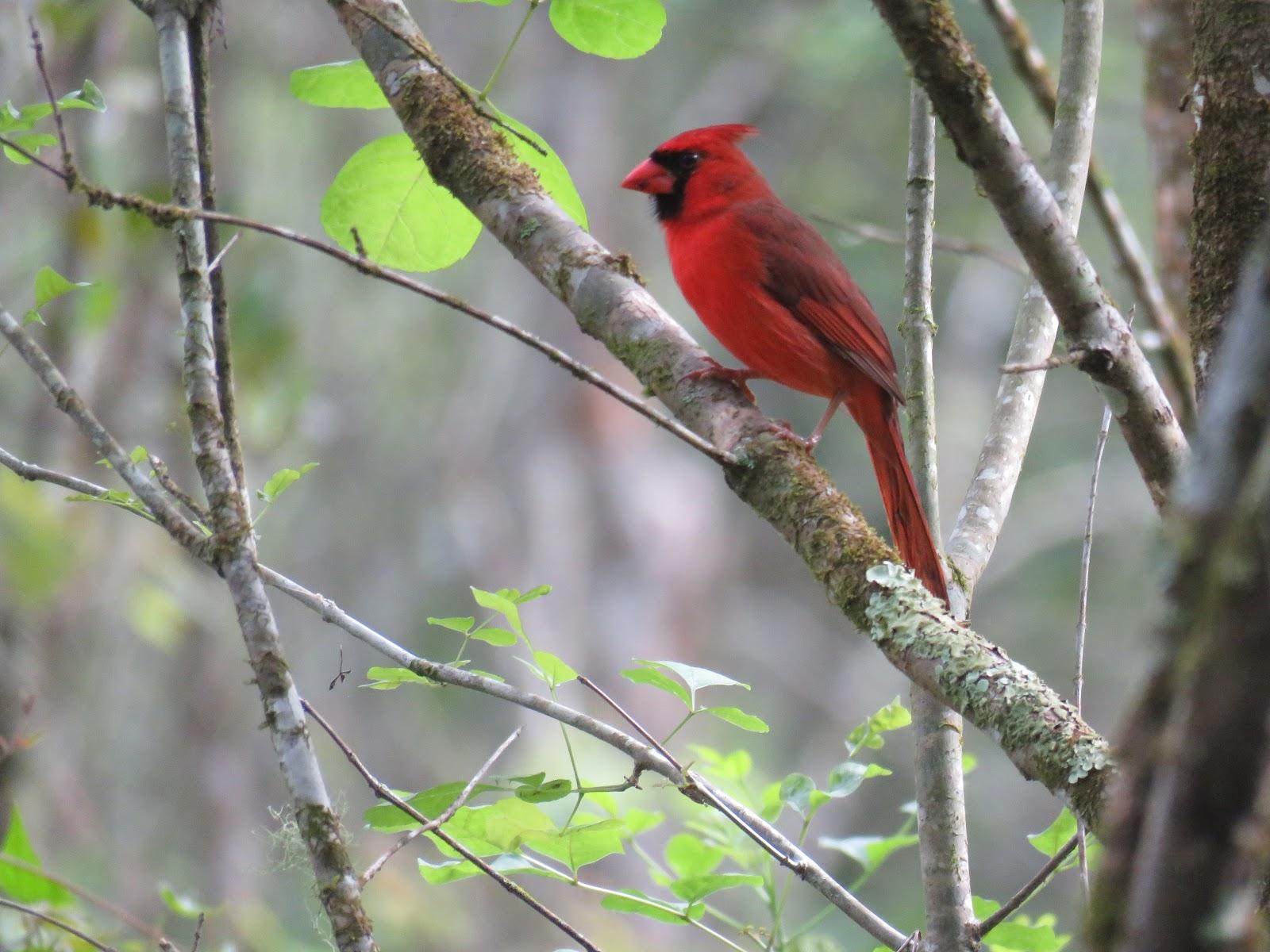 Pied Northern Cardinal Wallpapers