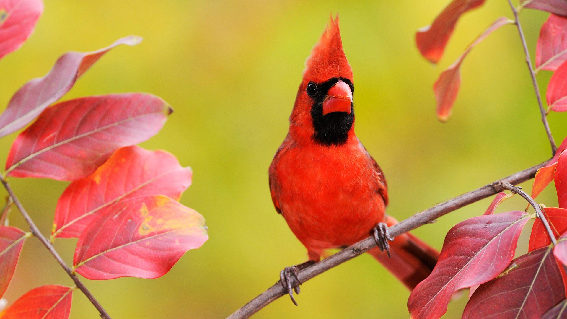 Pied Northern Cardinal Wallpapers