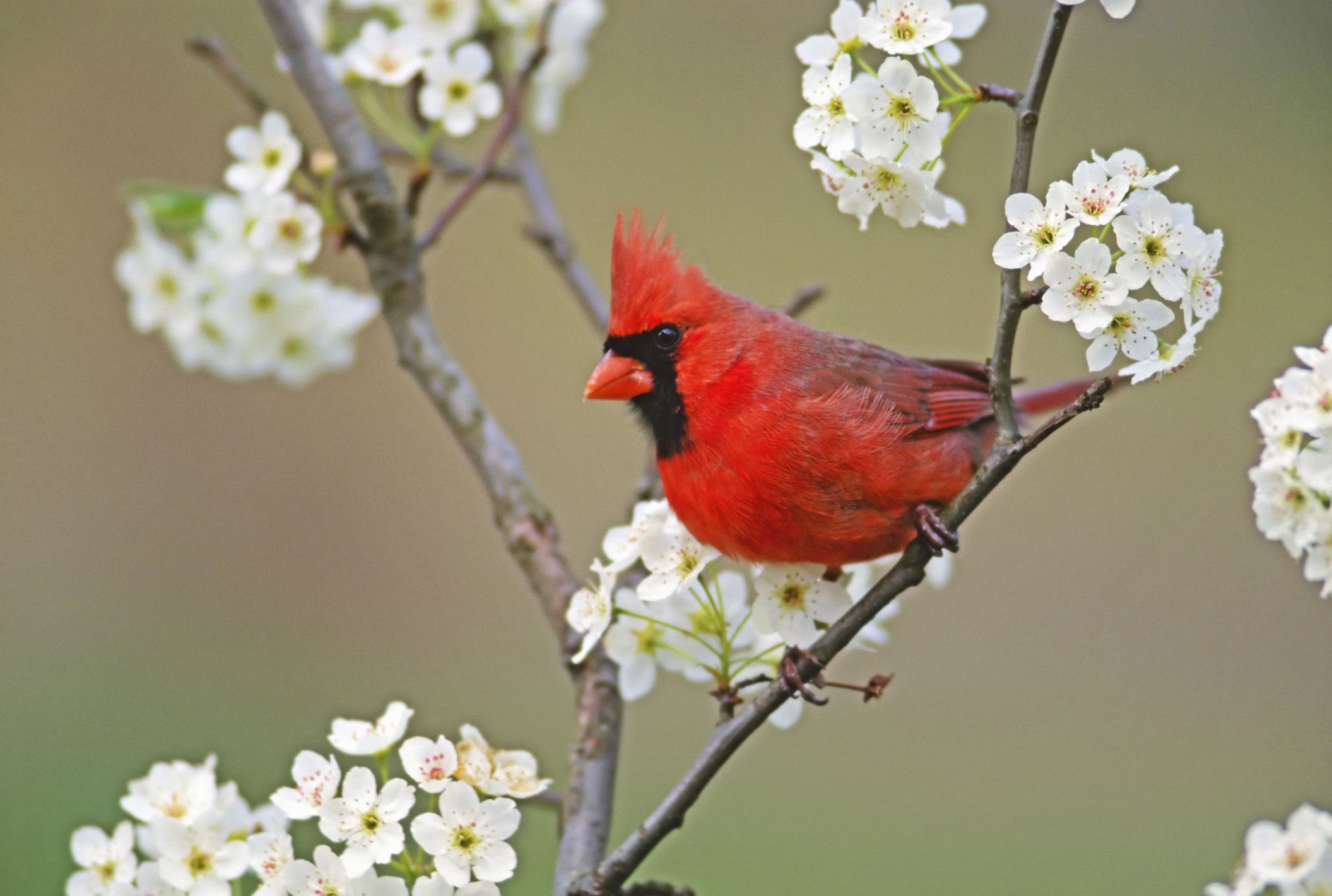 Pied Northern Cardinal Wallpapers