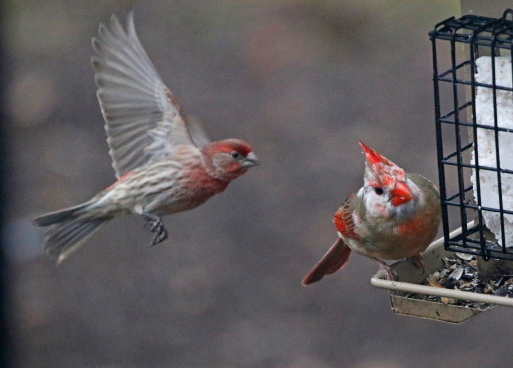 Pied Northern Cardinal Wallpapers